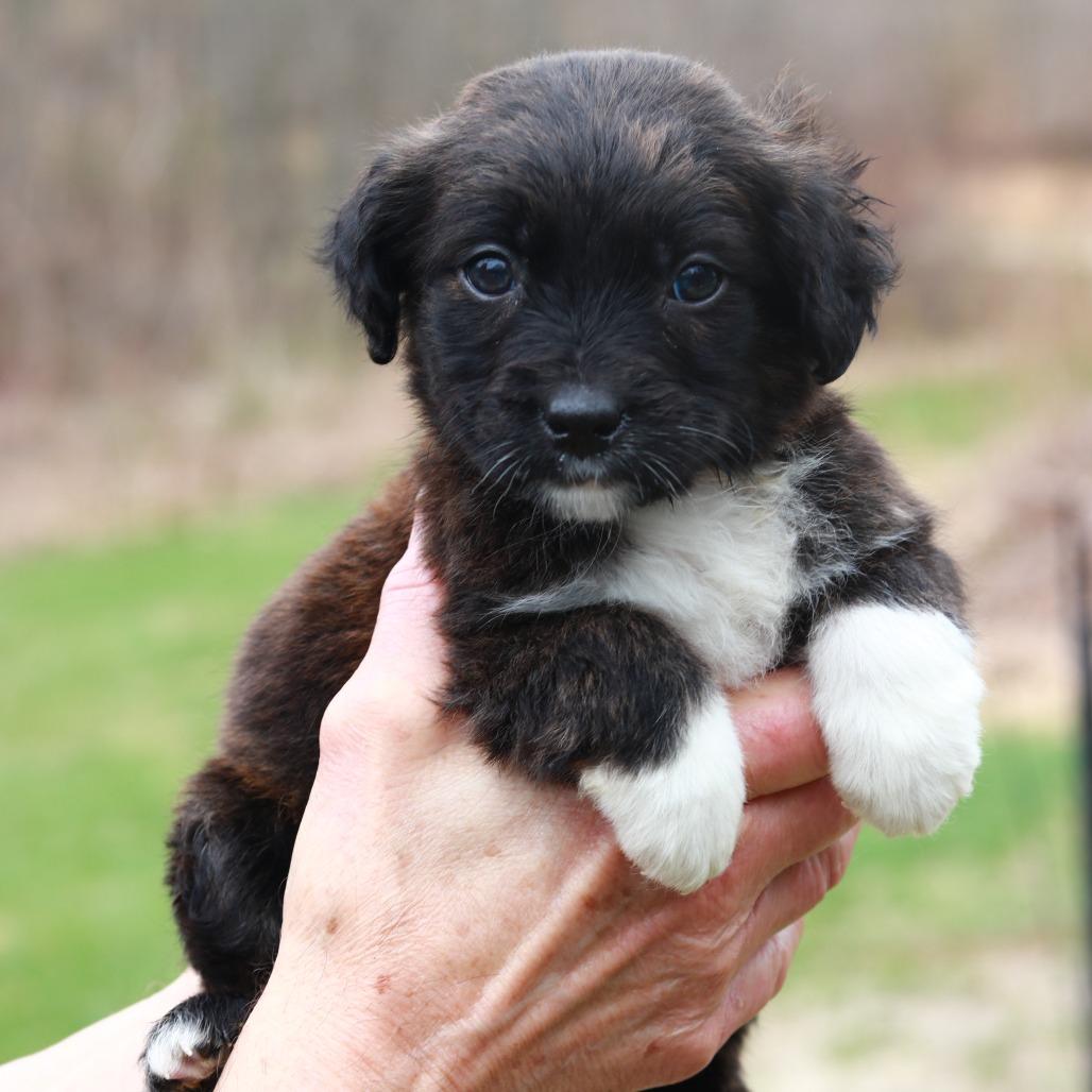 Enlarge CT Ferrari avail Apr 25, a Adoptable mixed breed in Stormville, NY image 2/2