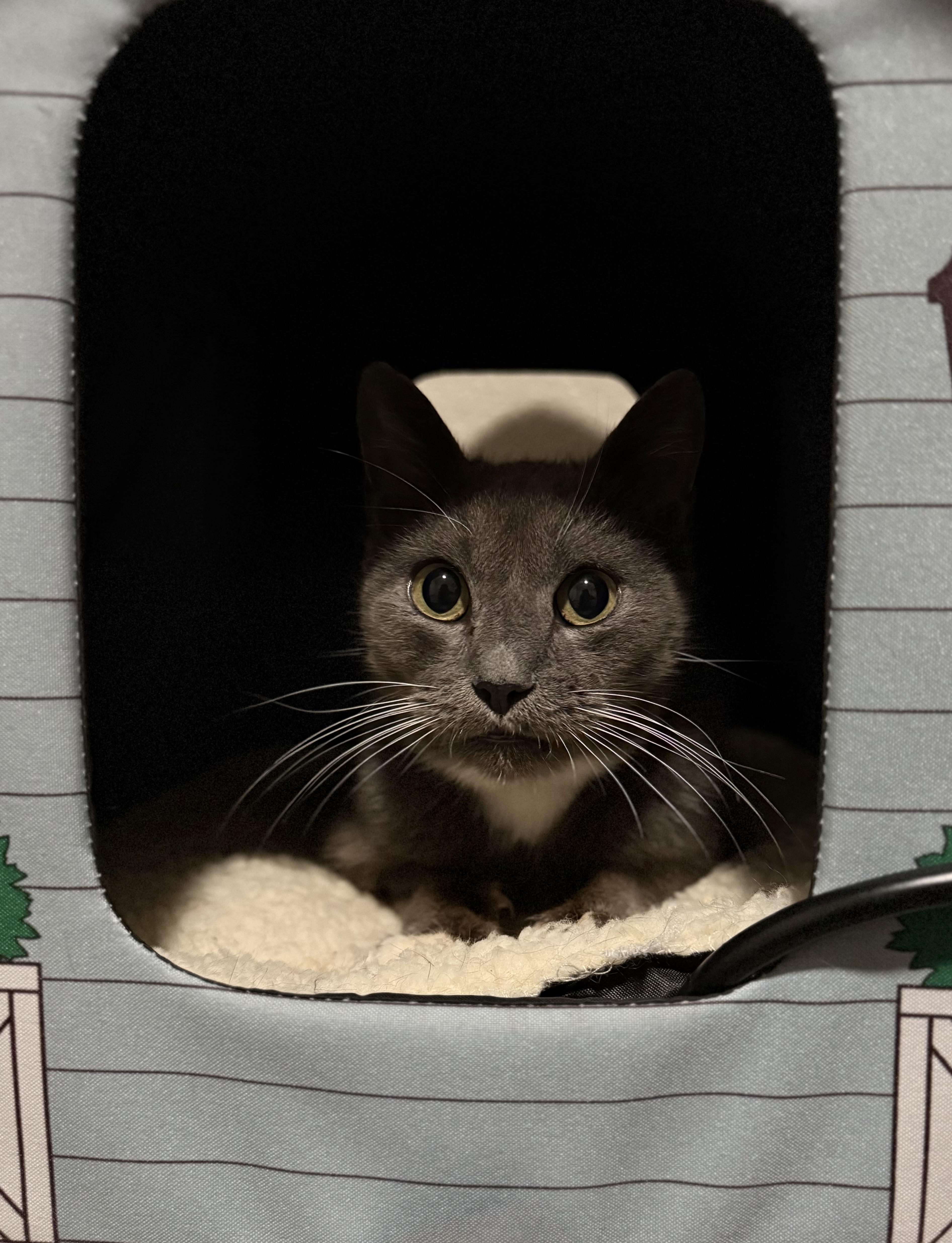 Molly — thumbnail 5