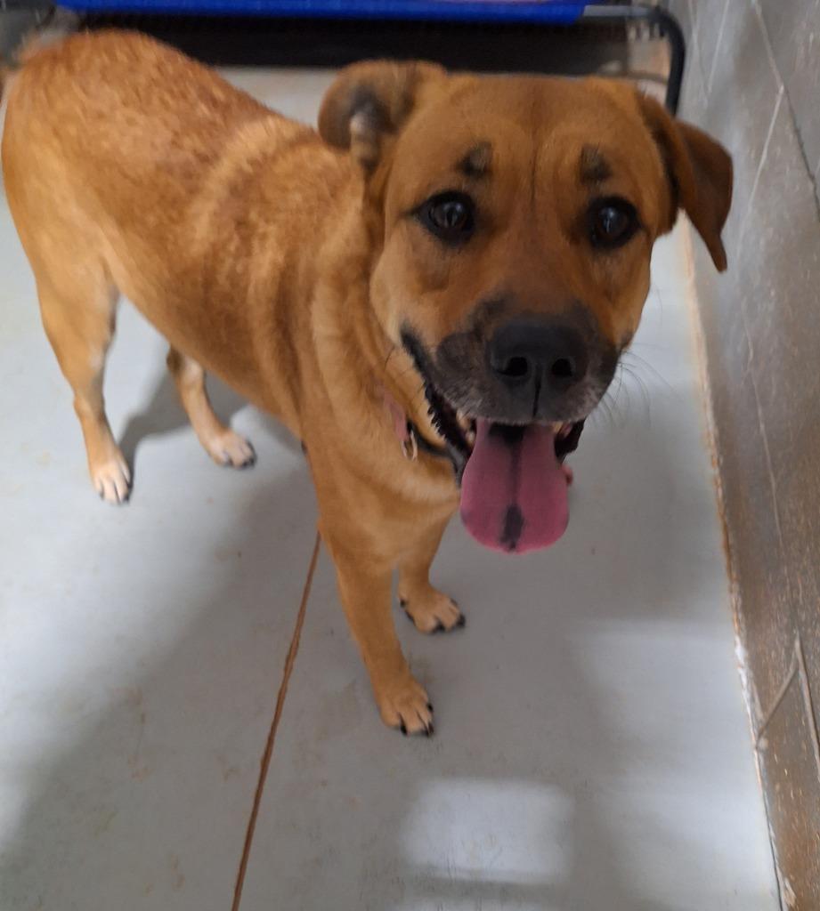 Enlarge Missy, a Adoptable mixed breed in Noble, OK image 2/3