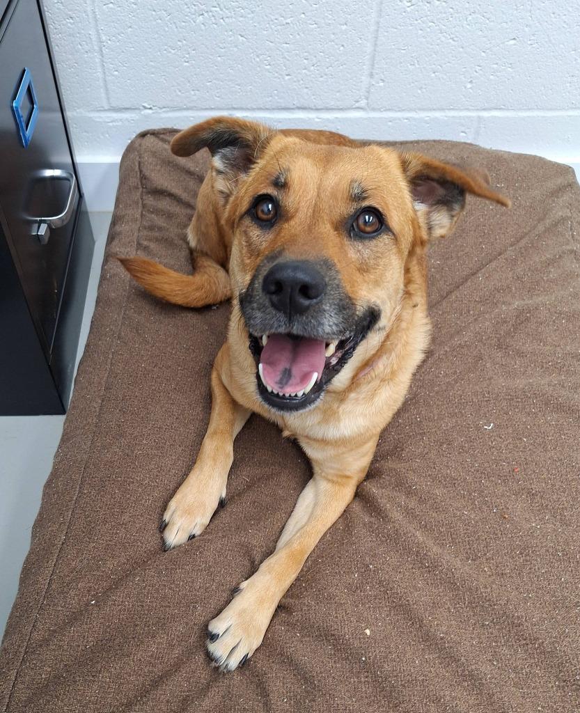 Enlarge Missy, a Adoptable mixed breed in Noble, OK image 3/3