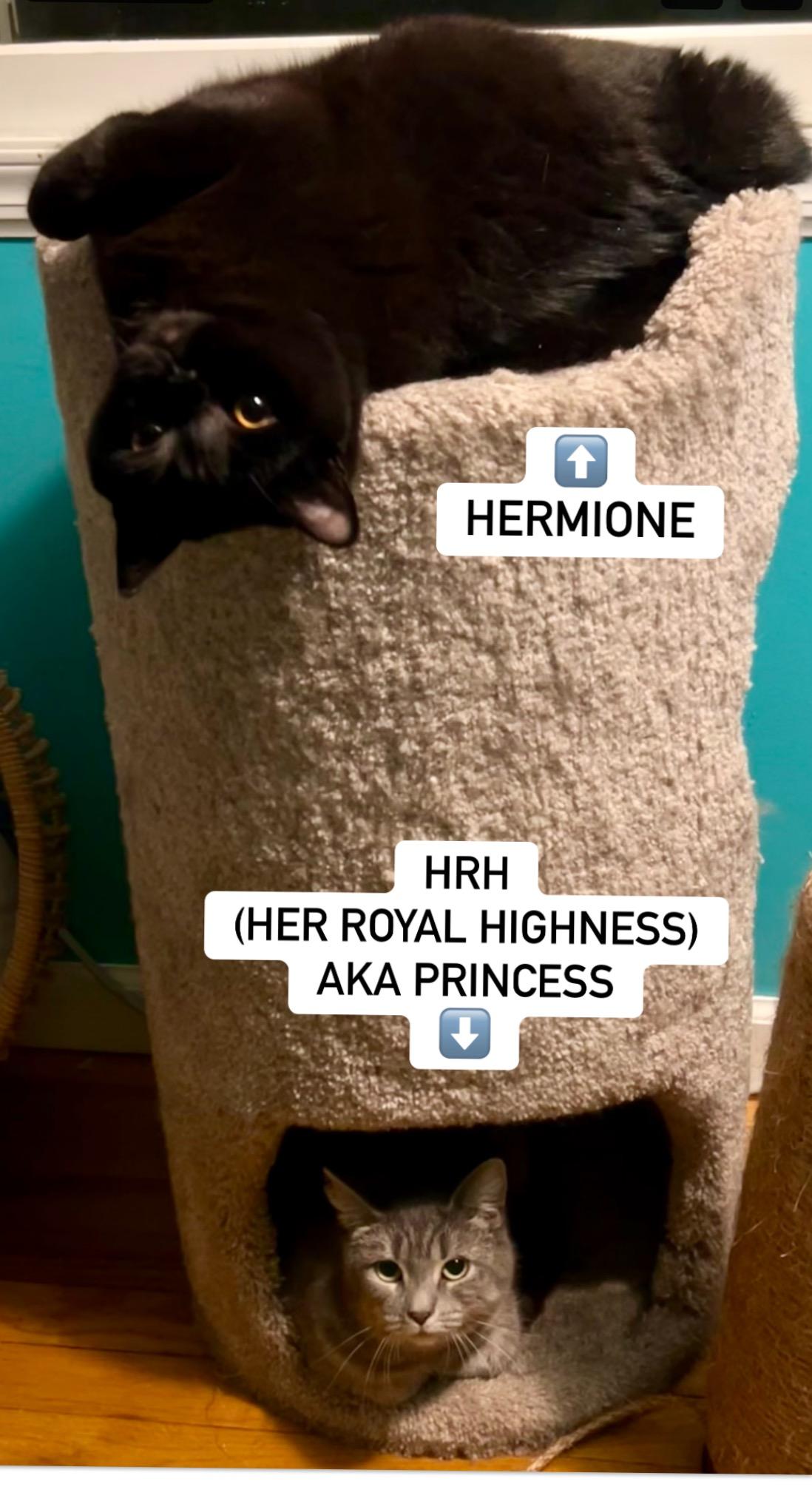 Her Royal Highness (HRH) aka Princess photo 3
