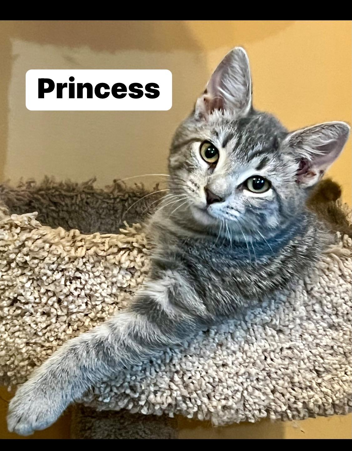 Her Royal Highness (HRH) aka Princess, Adult Female Domestic Short Hair