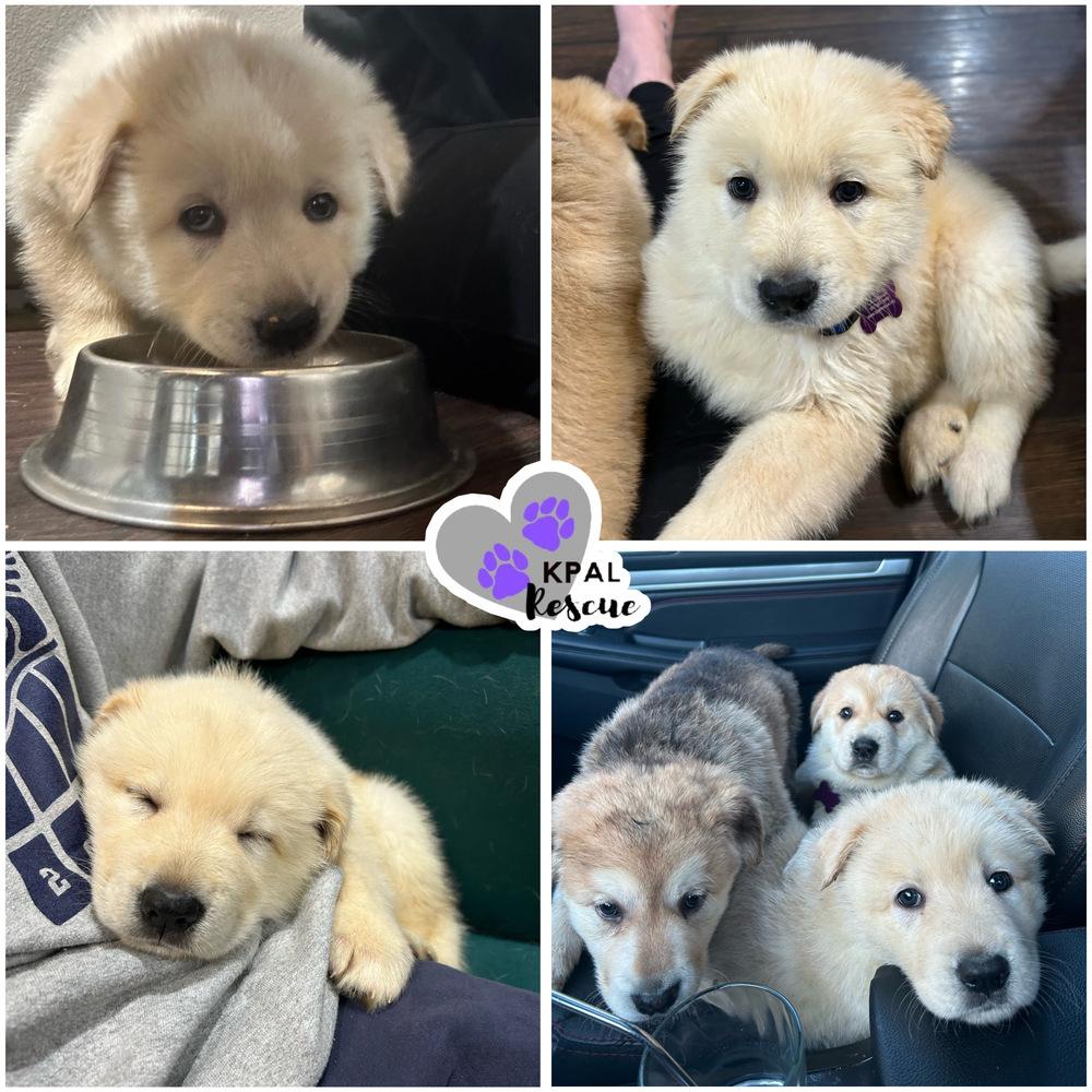 Wombat - Down Under Critters, Adopted, Puppy Male Mixed Breed & Mixed Breed.