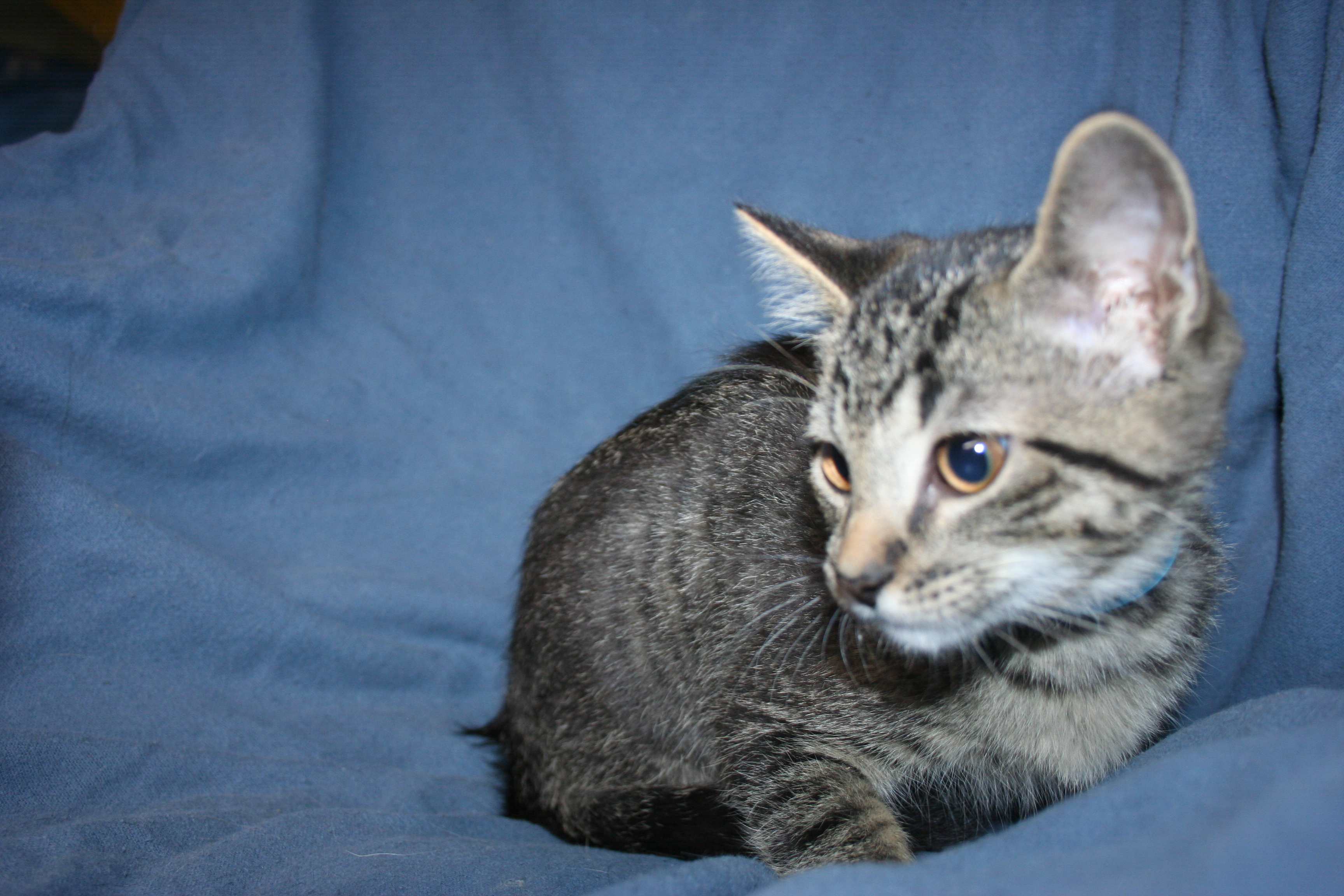 Cat for adoption Billy, a Tabby Mix in Howell, MI Petfinder