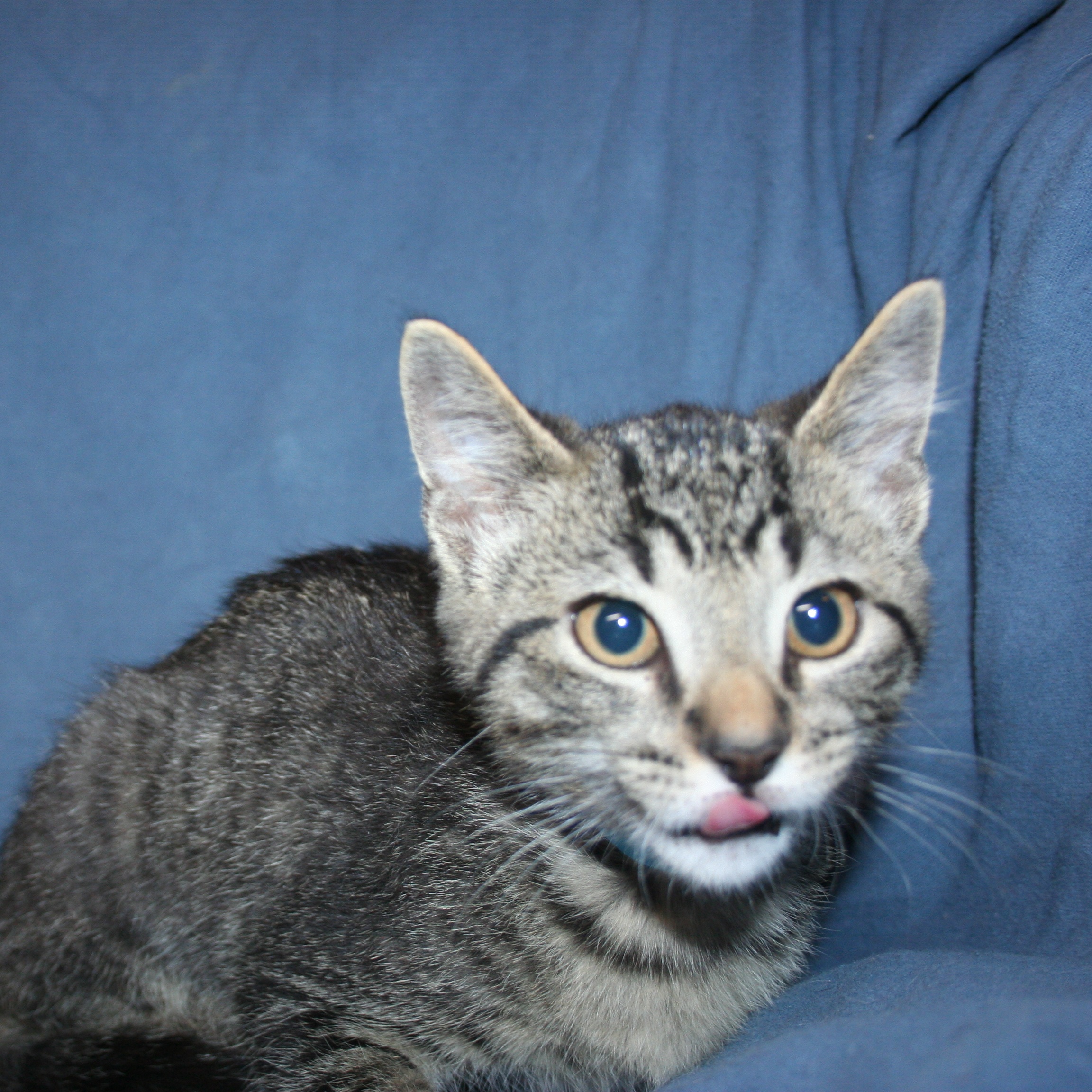 Cat for adoption Billy, a Tabby Mix in Howell, MI Petfinder