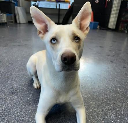 OPAL, Adoptable, Adult Female Husky & Mixed Breed.