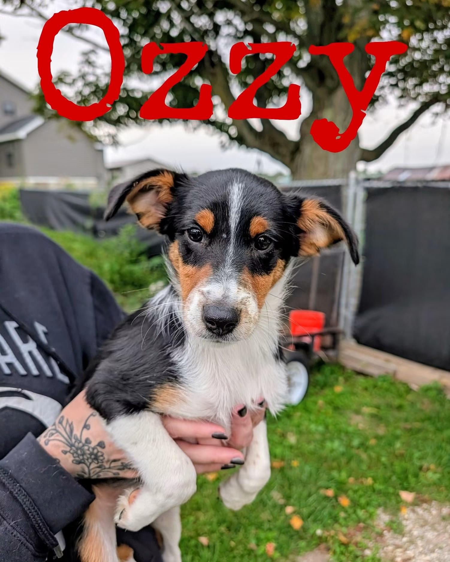 Ozzy, Adopted, Puppy Male Jack Russell Terrier.