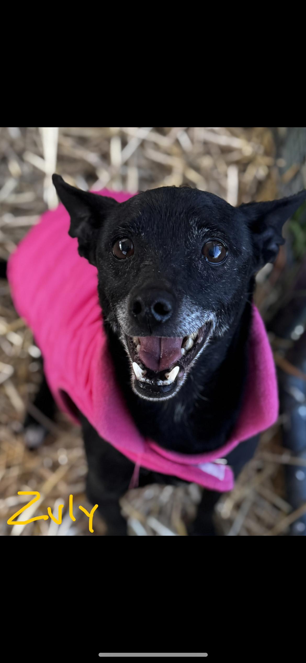 Enlarge Zuly, a ADOPTABLE mixed breed in Hamden, CT image 4/6
