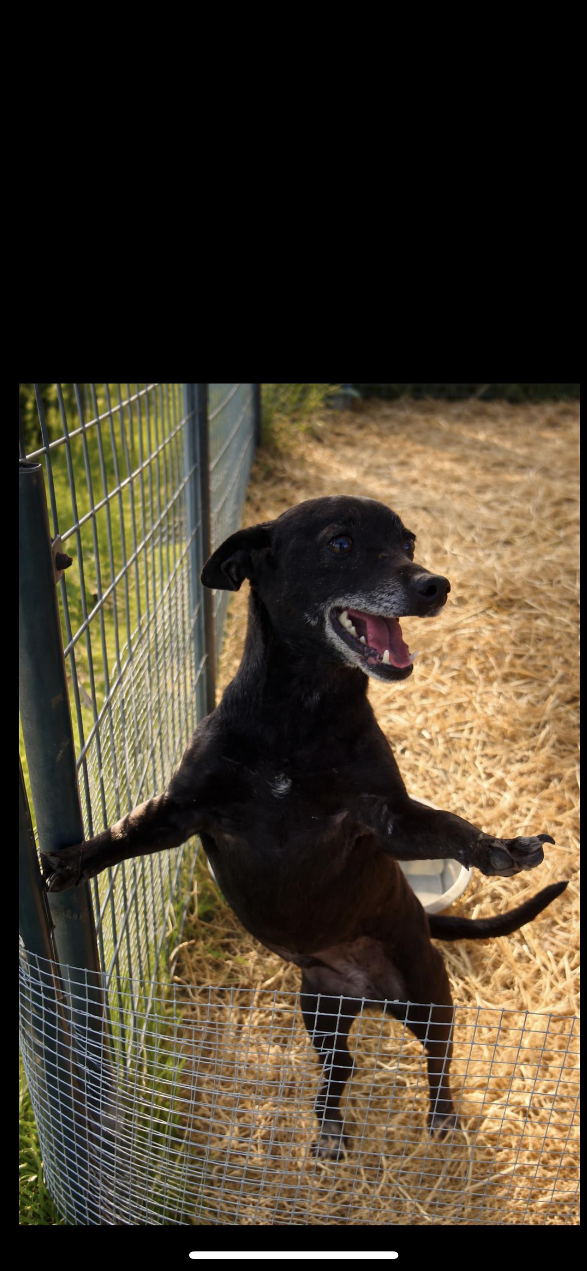 Enlarge Zuly, a ADOPTABLE mixed breed in Hamden, CT image 5/6