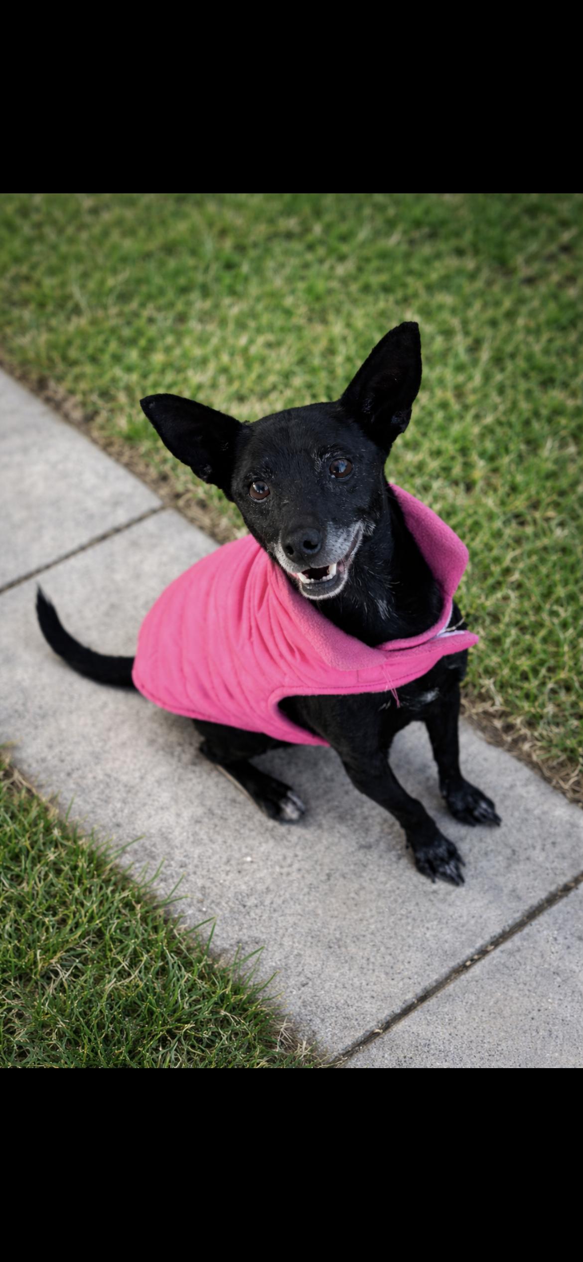 Enlarge Zuly, a ADOPTABLE mixed breed in Hamden, CT image 6/6