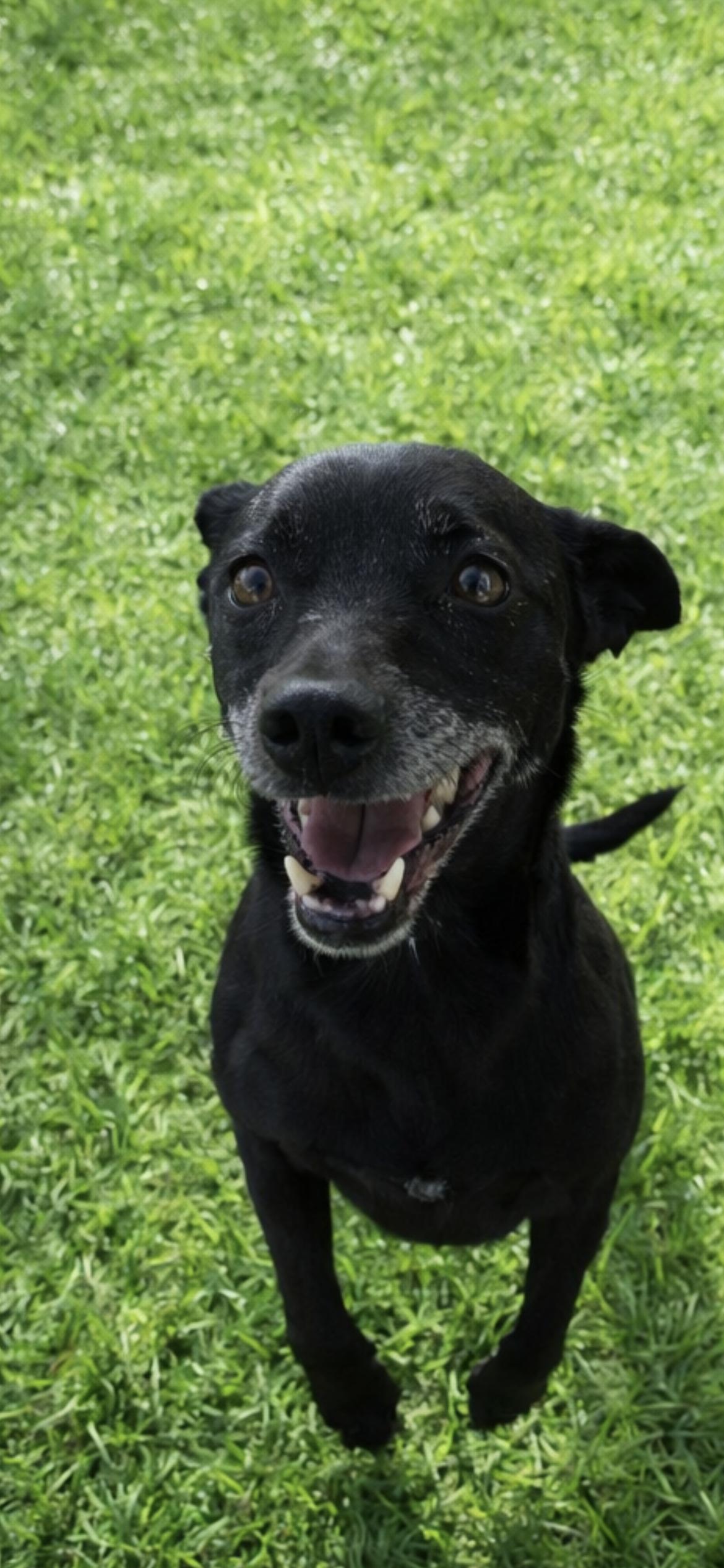 Enlarge Zuly, a ADOPTABLE mixed breed in Hamden, CT image 3/6