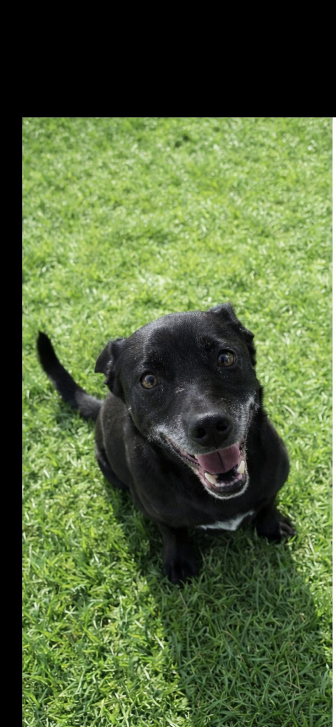 Enlarge Zuly, a ADOPTABLE mixed breed in Hamden, CT image 2/6