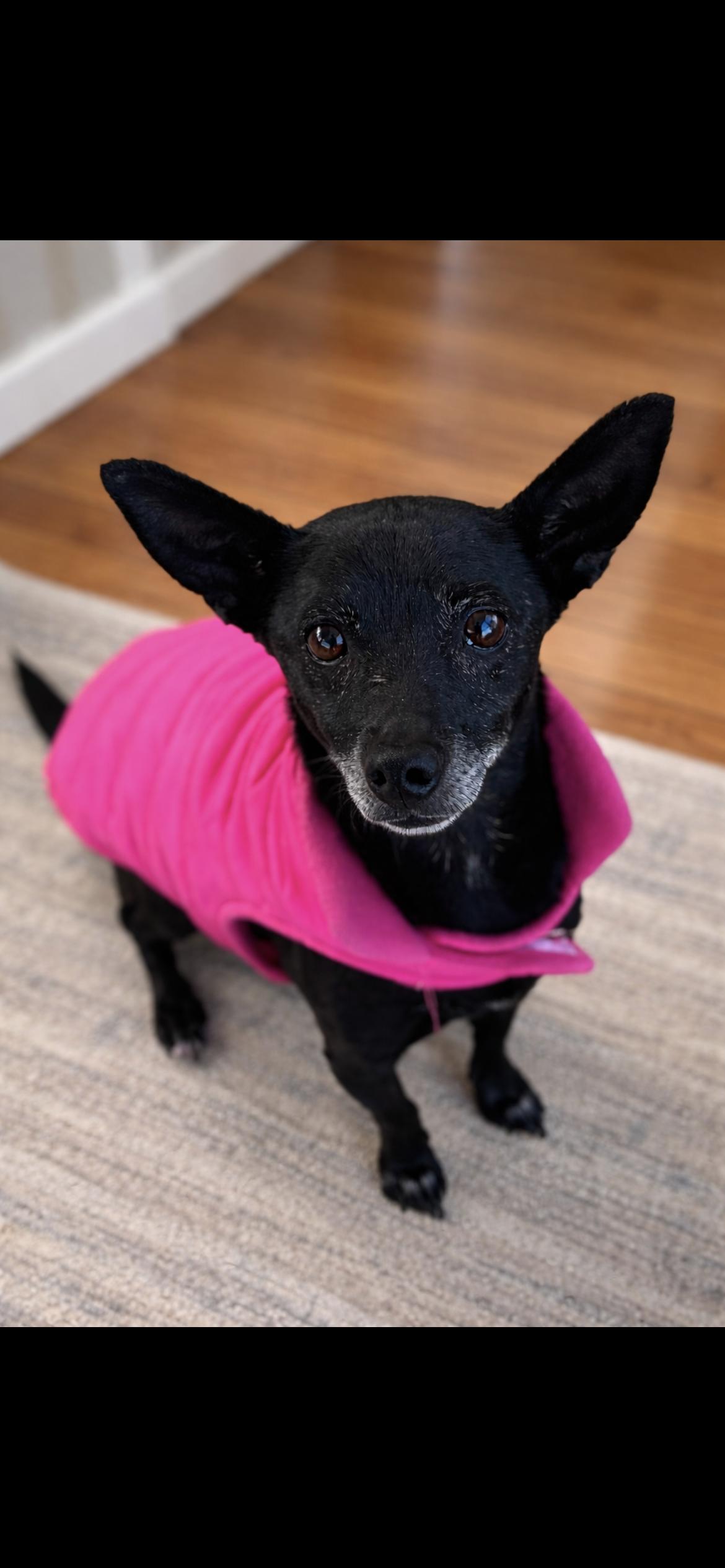 Enlarge Zuly, a ADOPTABLE mixed breed in Hamden, CT image 1/6