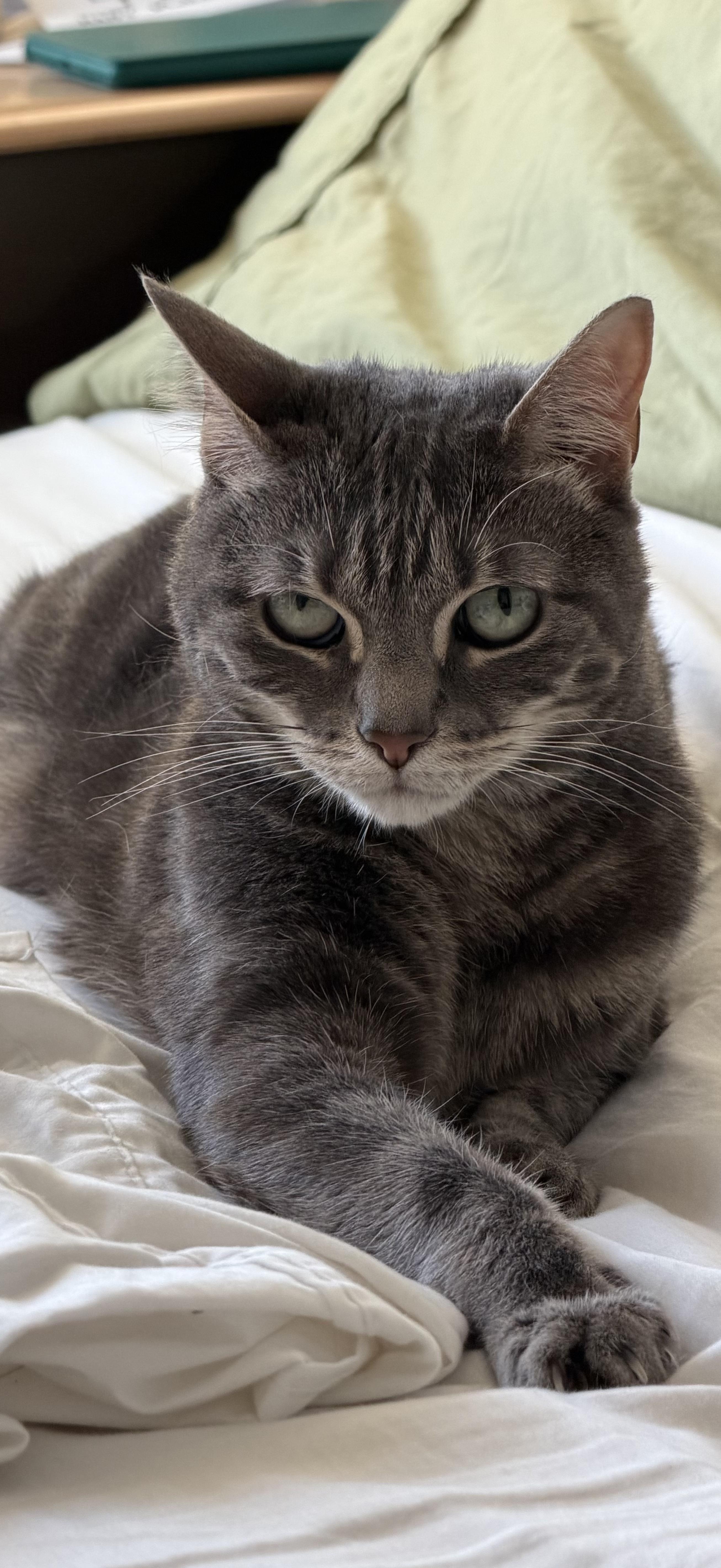 Enlarge Misty, a Adoptable Domestic Short Hair in brooklyn, NY image 1/5