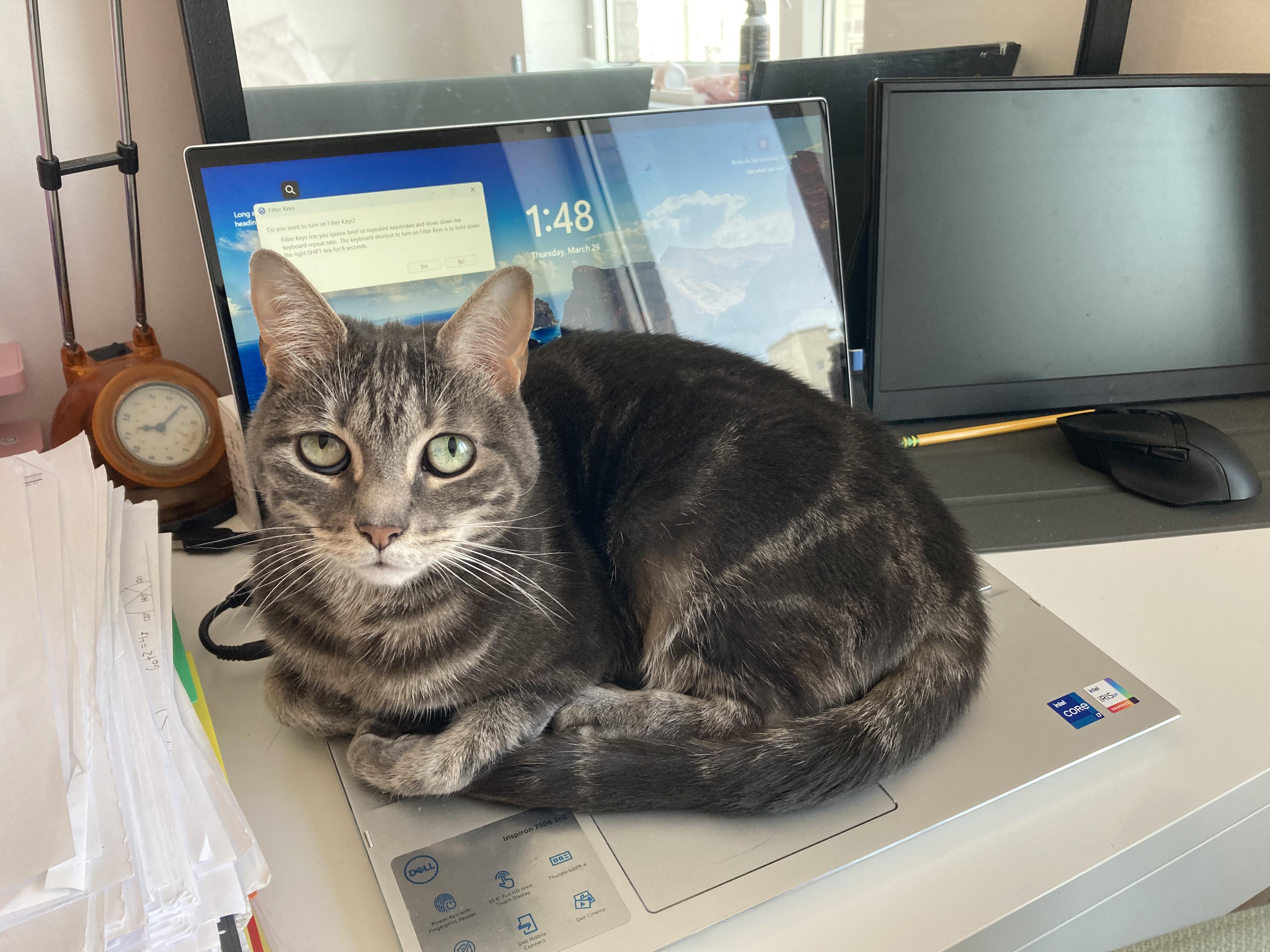 Misty, a Adoptable Domestic Short Hair in brooklyn, NY image 4/5