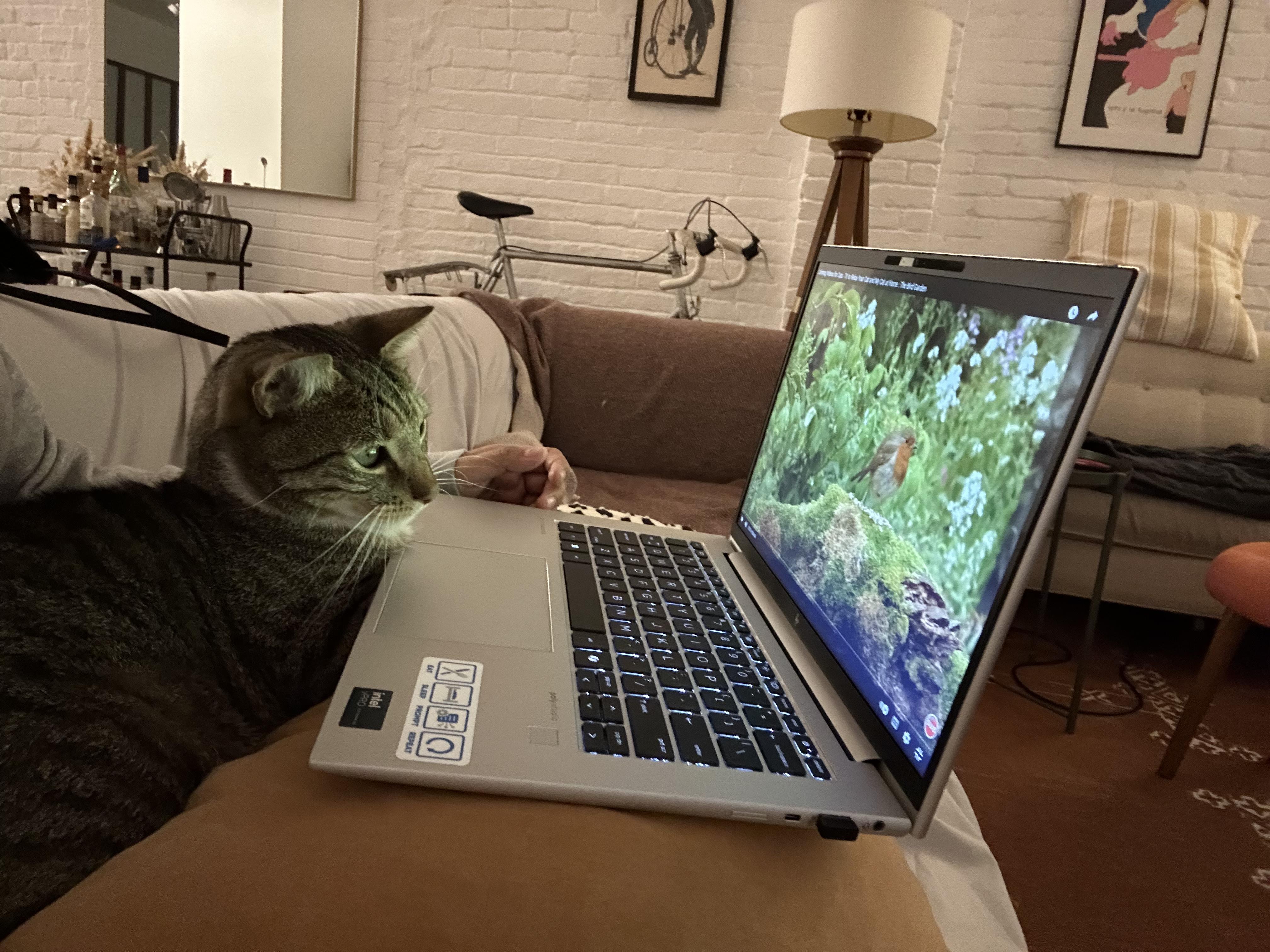 Misty + McGuiness (bonded), a Adoptable Domestic Short Hair in brooklyn, NY image 4/6