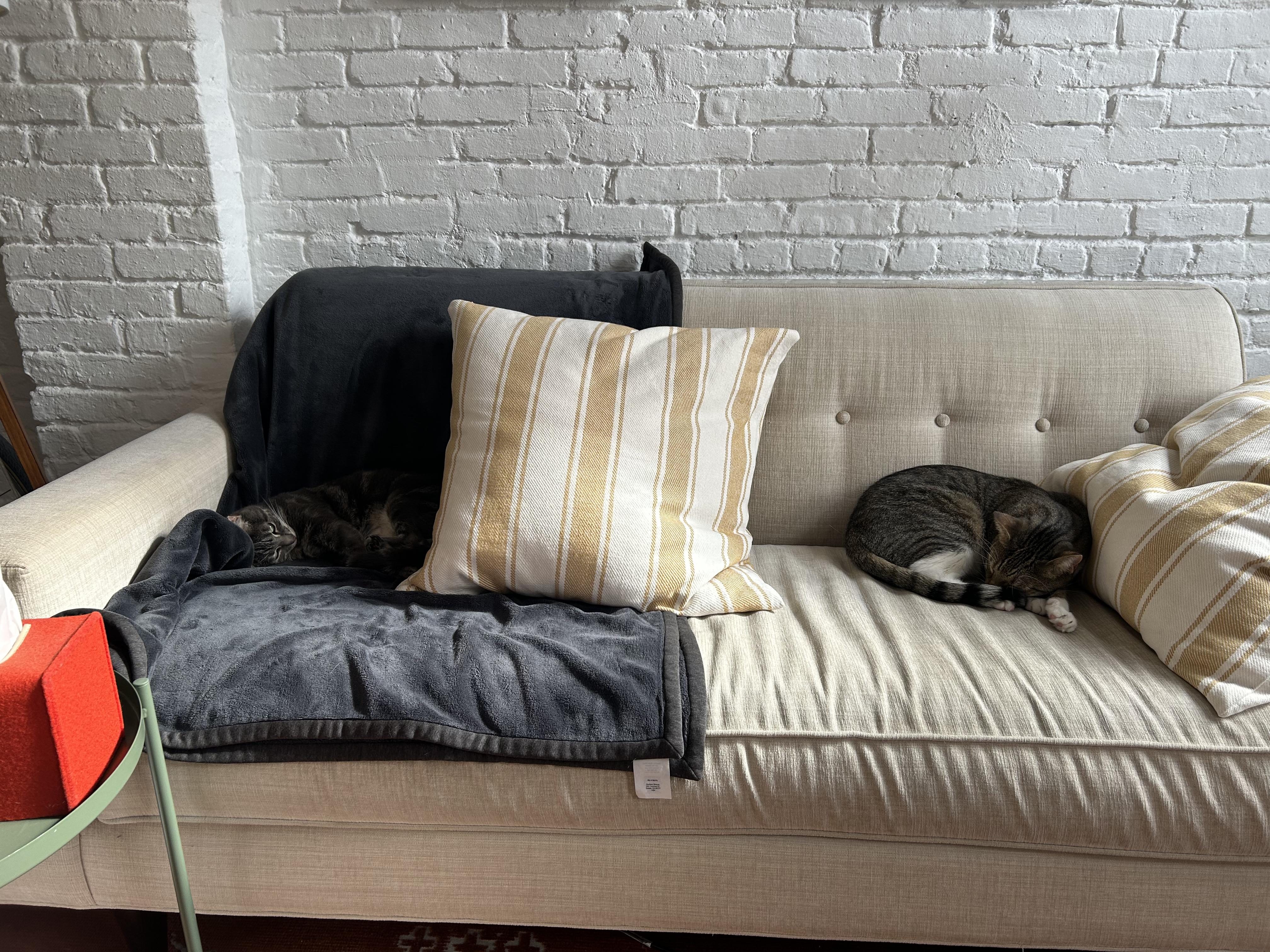 Misty + McGuiness (bonded), a Adoptable Domestic Short Hair in brooklyn, NY image 3/6