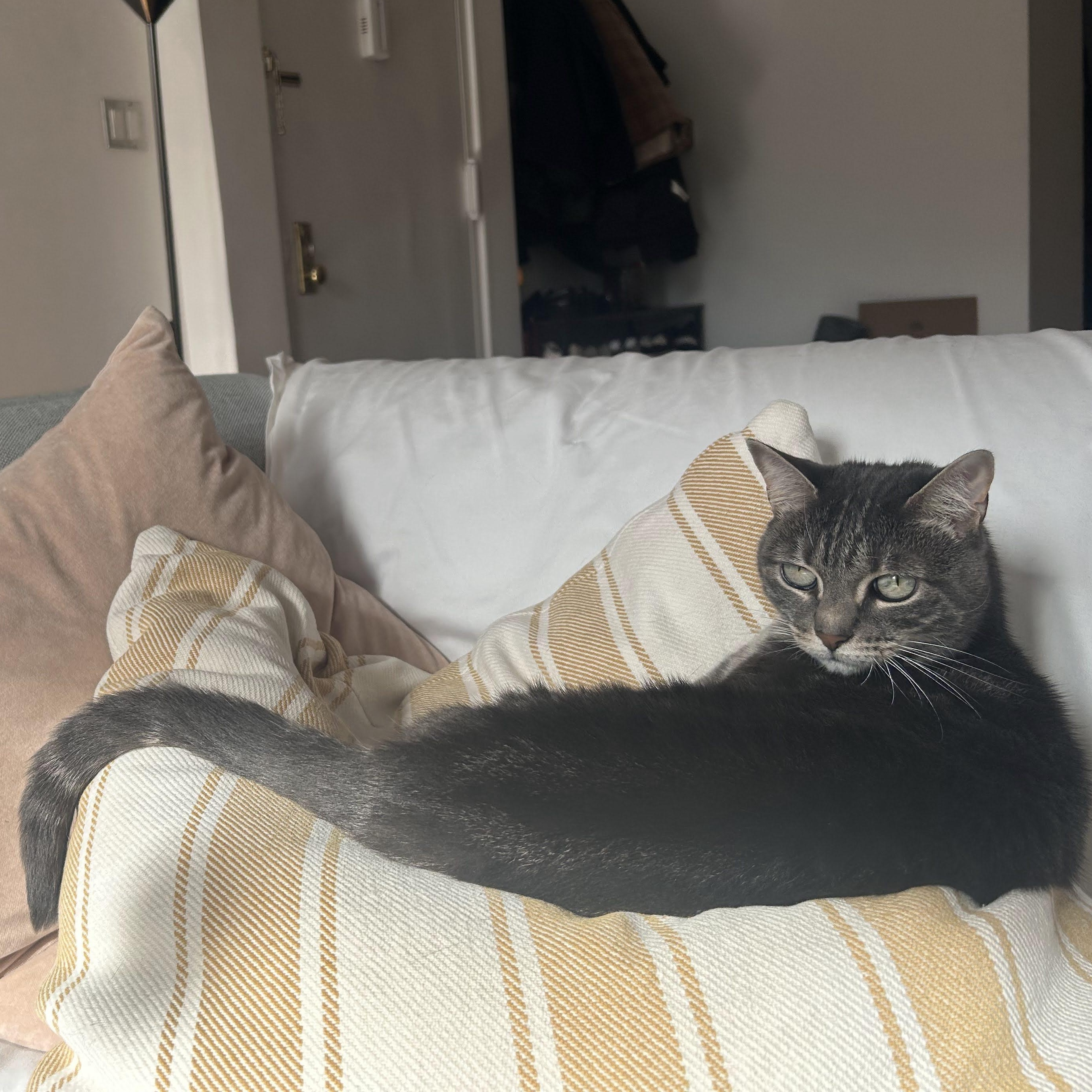 Enlarge Misty, a Adoptable Domestic Short Hair in brooklyn, NY image 4/6