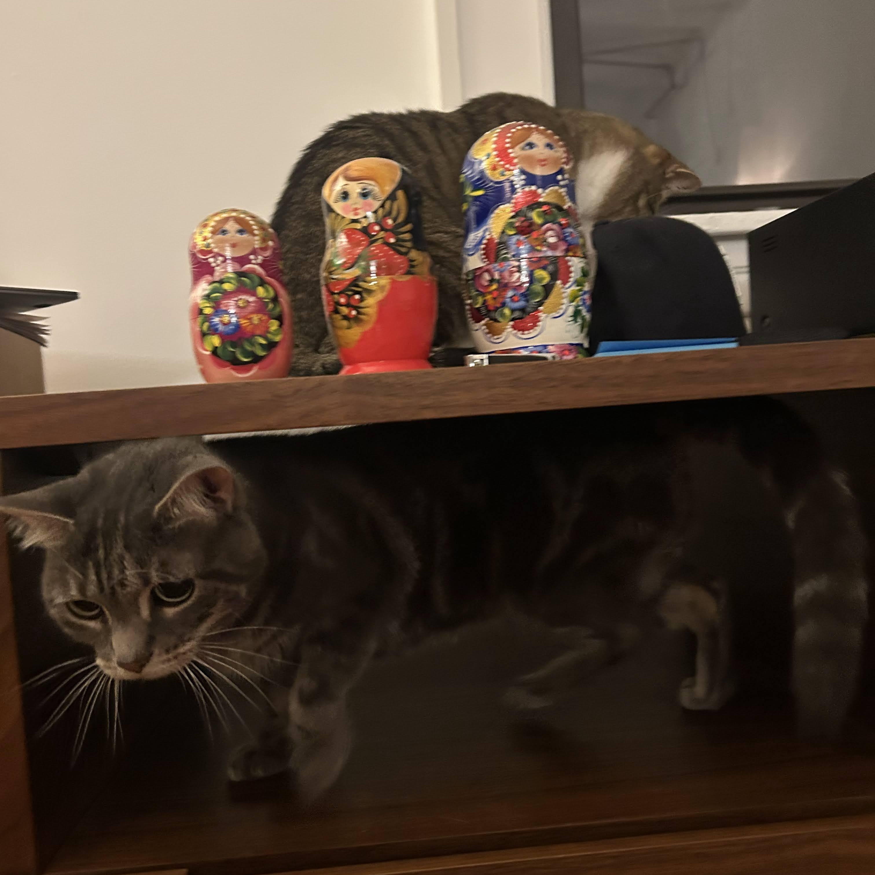 Enlarge Misty, a Adoptable Domestic Short Hair in brooklyn, NY image 6/6