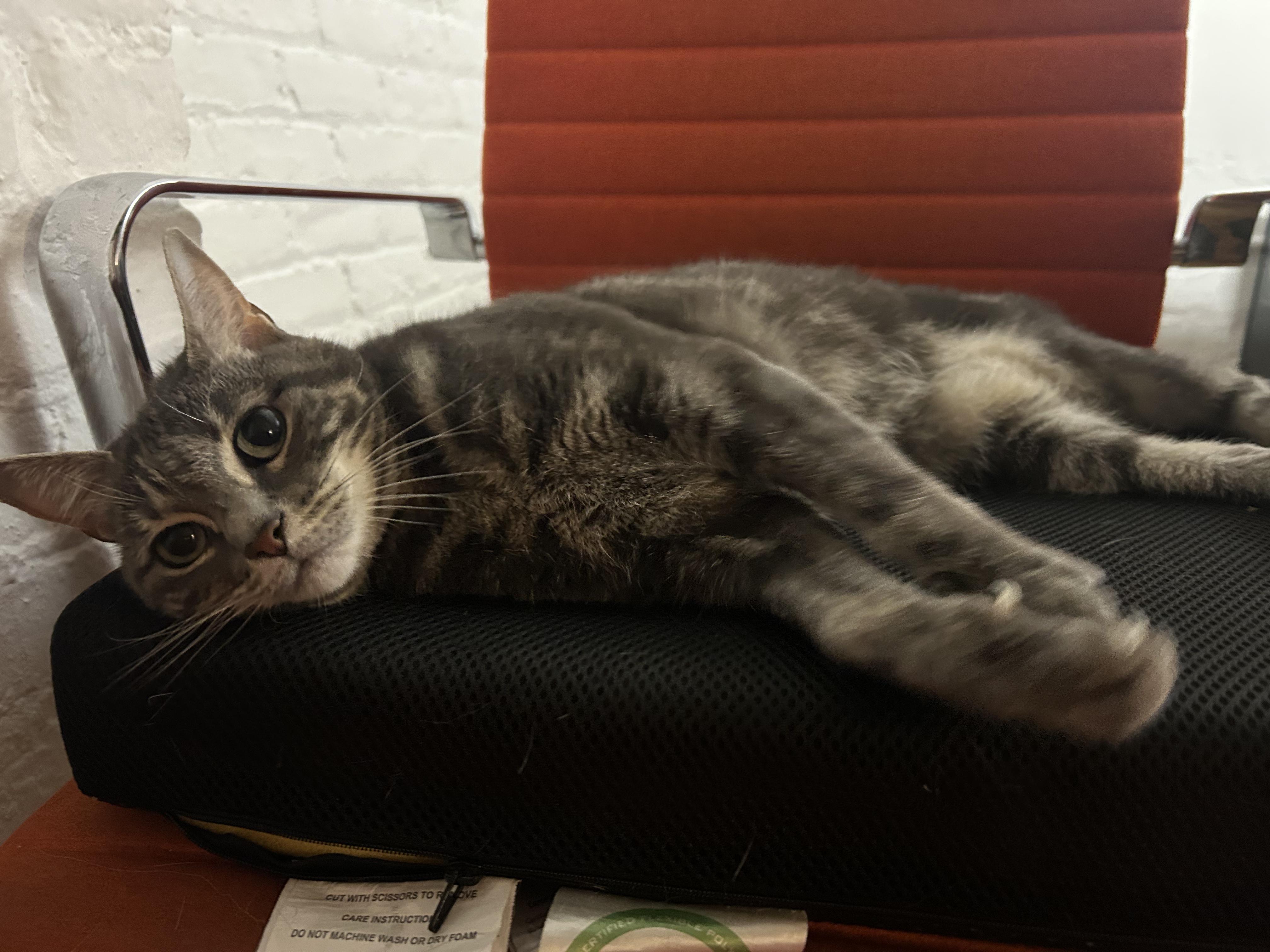 Misty + McGuiness (bonded), a Adoptable Domestic Short Hair in brooklyn, NY image 2/6