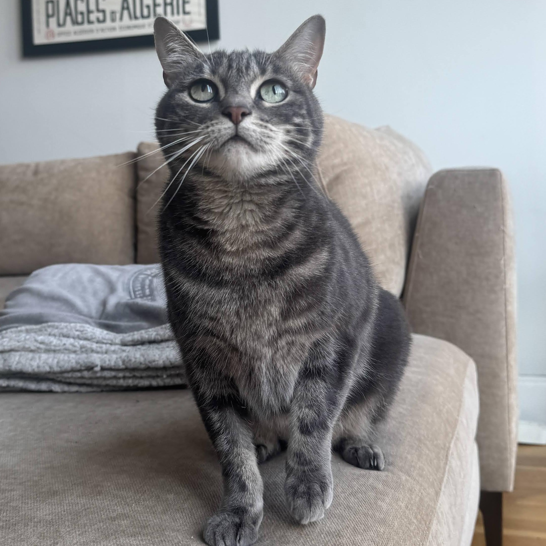Enlarge Misty, a Adoptable Domestic Short Hair in brooklyn, NY image 2/6