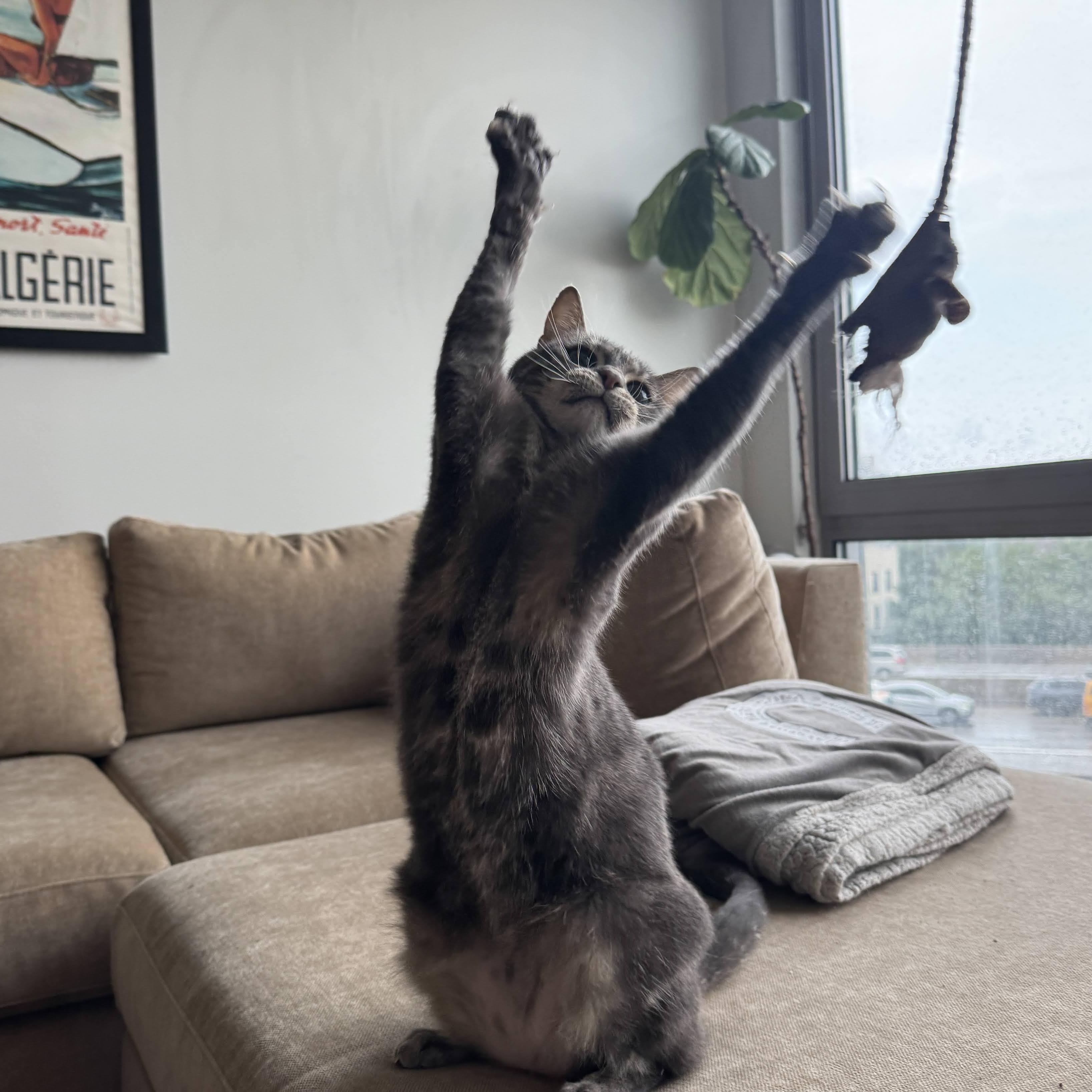 Enlarge Misty, a Adoptable Domestic Short Hair in brooklyn, NY image 1/6