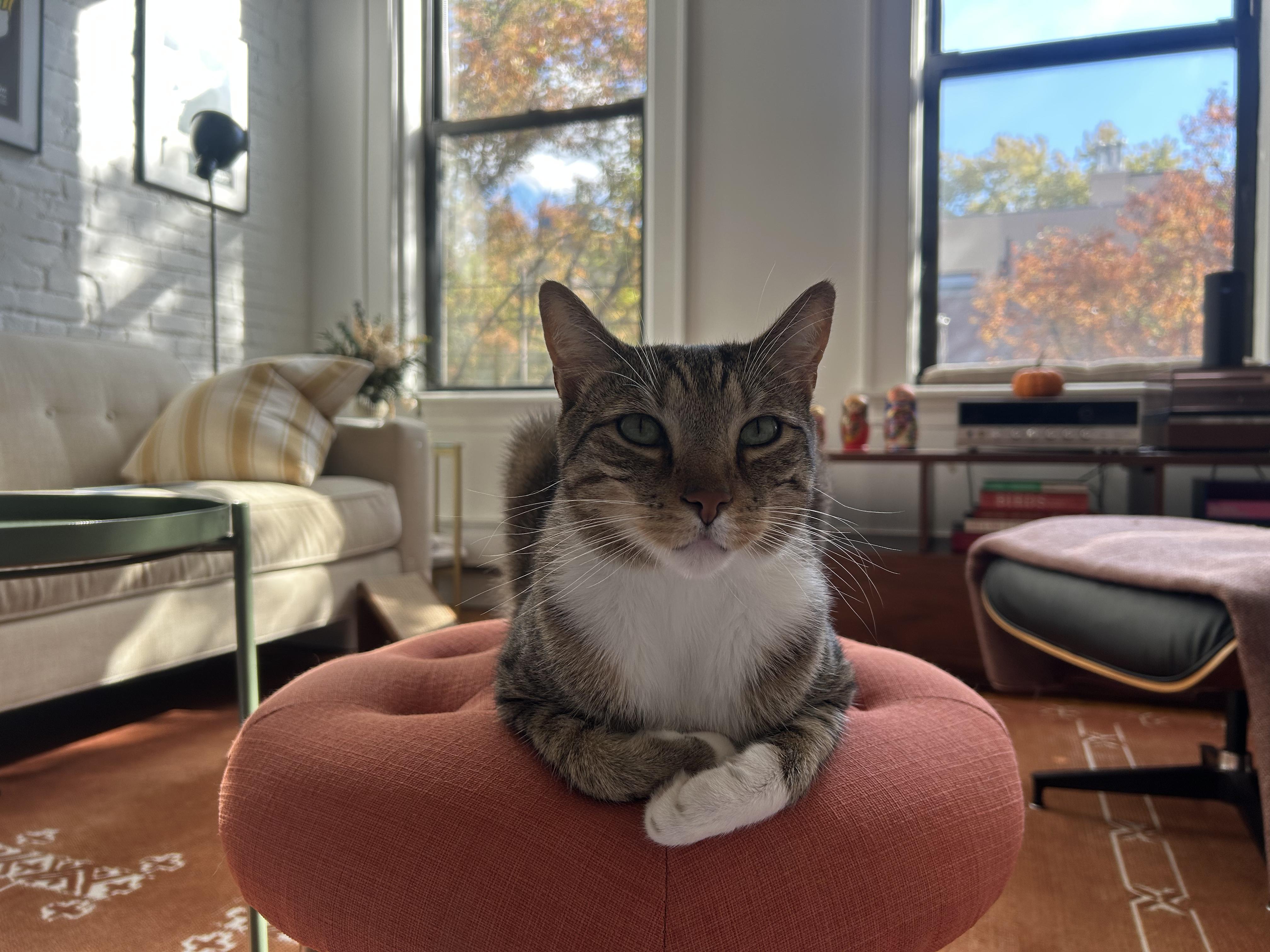 Misty + McGuiness (bonded), a Adoptable Domestic Short Hair in brooklyn, NY image 1/6