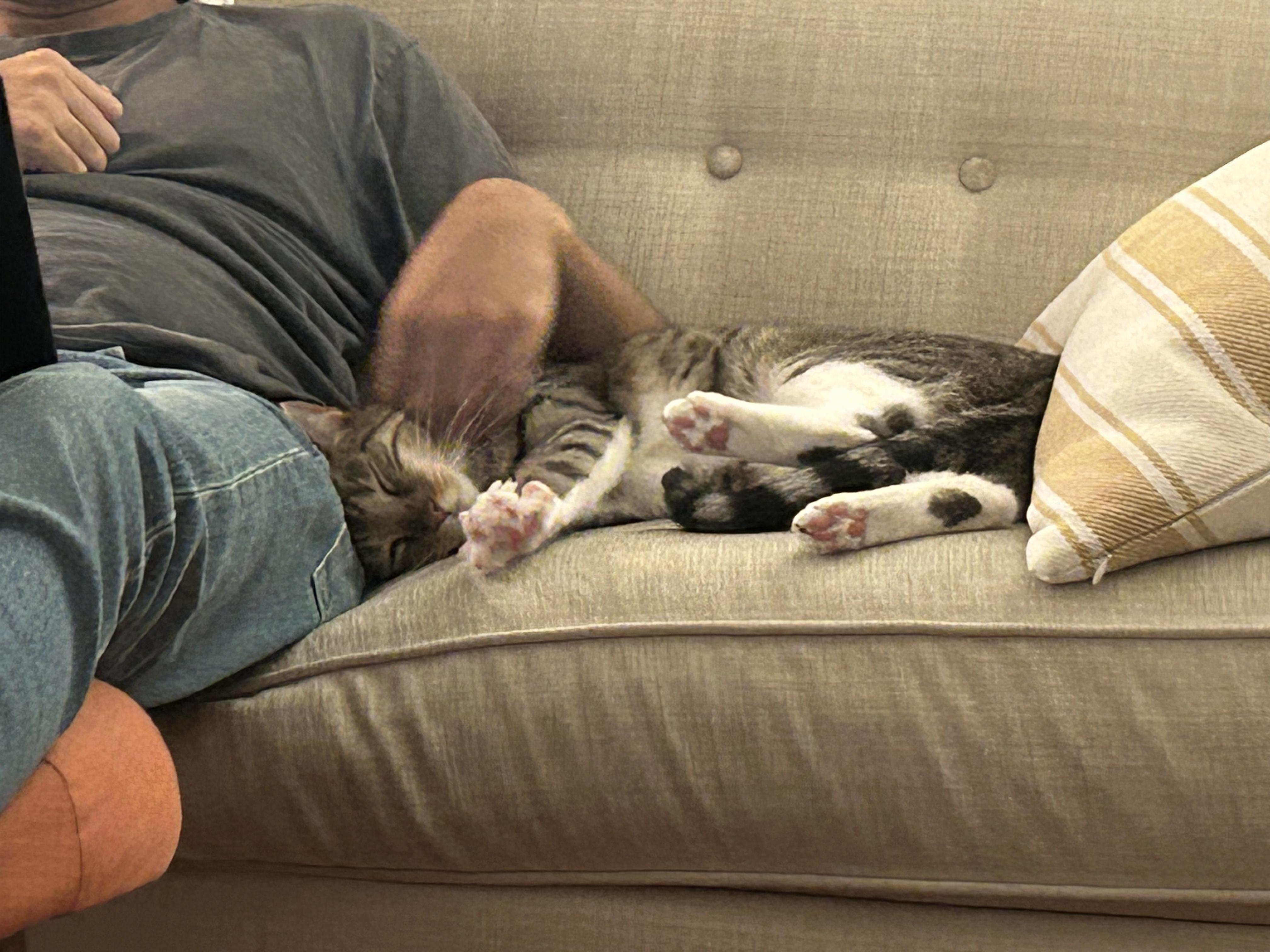 Misty + McGuiness (bonded), a Adoptable Domestic Short Hair in brooklyn, NY image 6/6