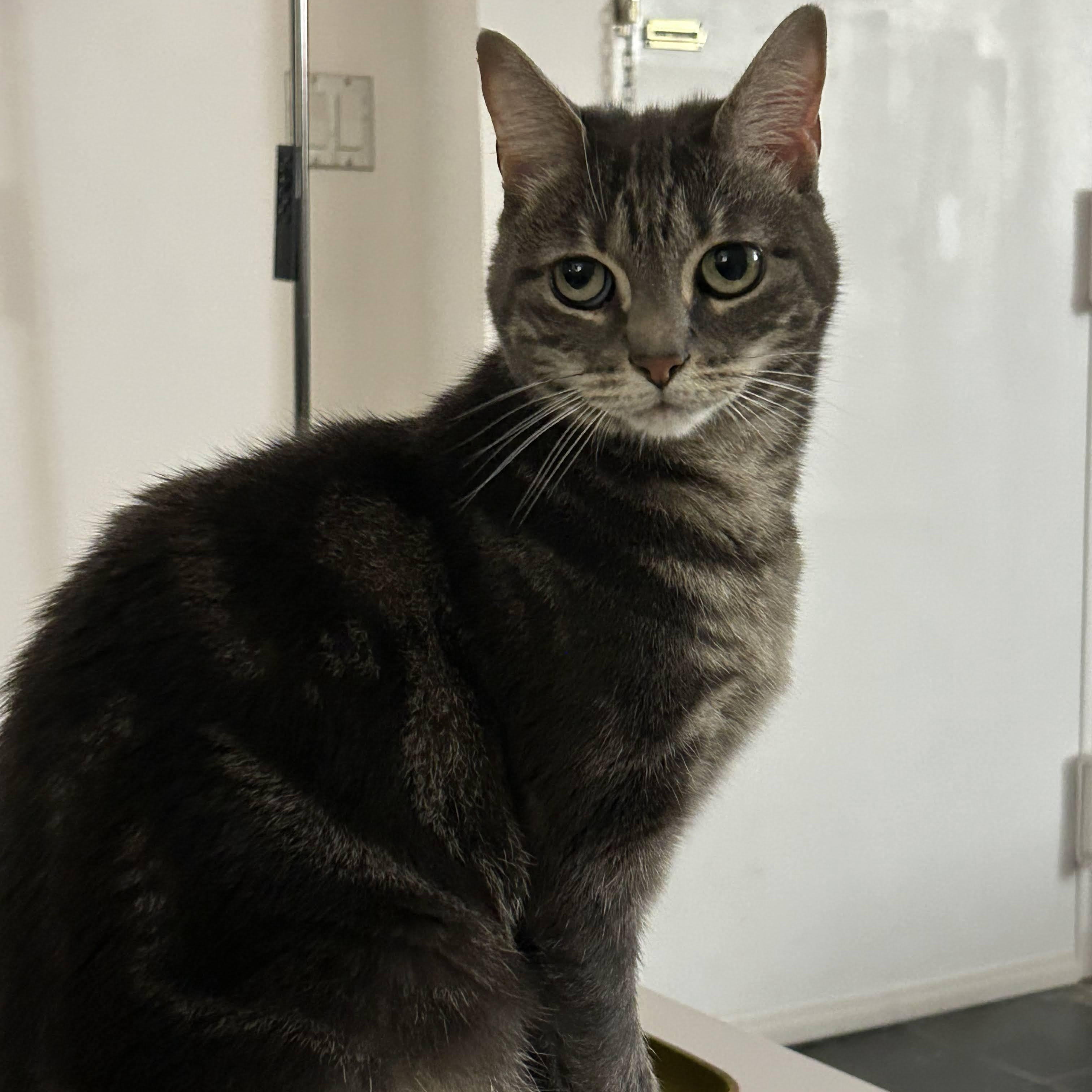 Enlarge Misty, a Adoptable Domestic Short Hair in brooklyn, NY image 5/6