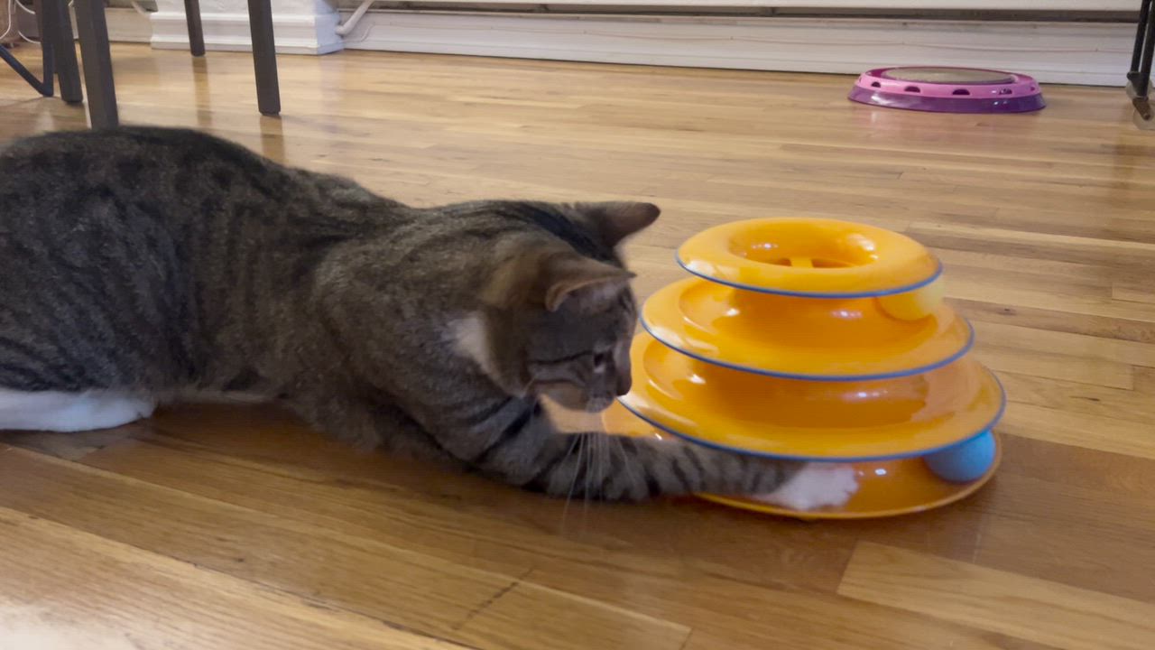 Enlarge Misty + McGuiness (bonded), a Adoptable Domestic Short Hair in brooklyn, NY video 5/6