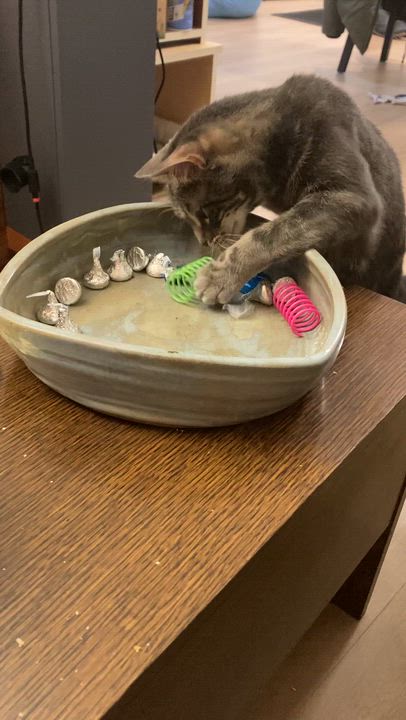 Enlarge Misty, a Adoptable Domestic Short Hair in brooklyn, NY video 5/5