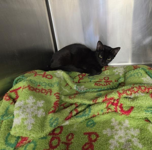 Enlarge Velvet, a Adoptable mixed breed in Cleveland, TN image 1/1