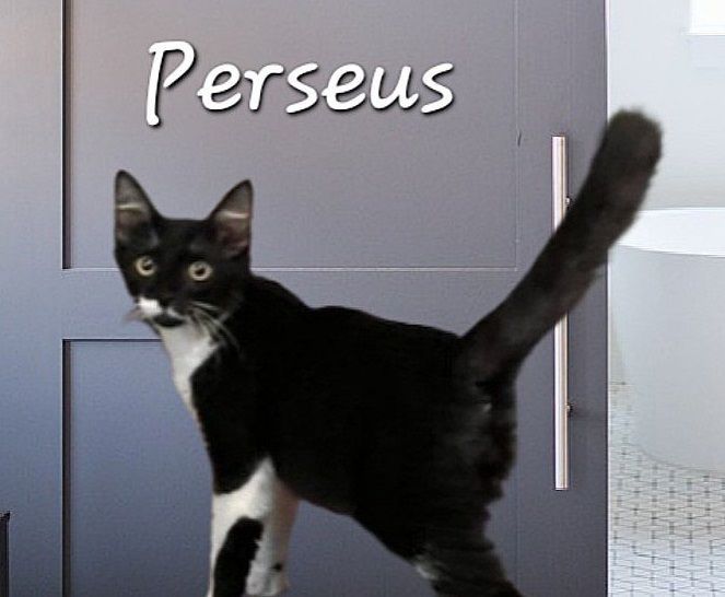 Perseus #expert-snuggler 2