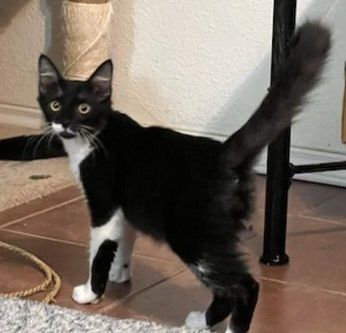 Perseus #expert-snuggler 3