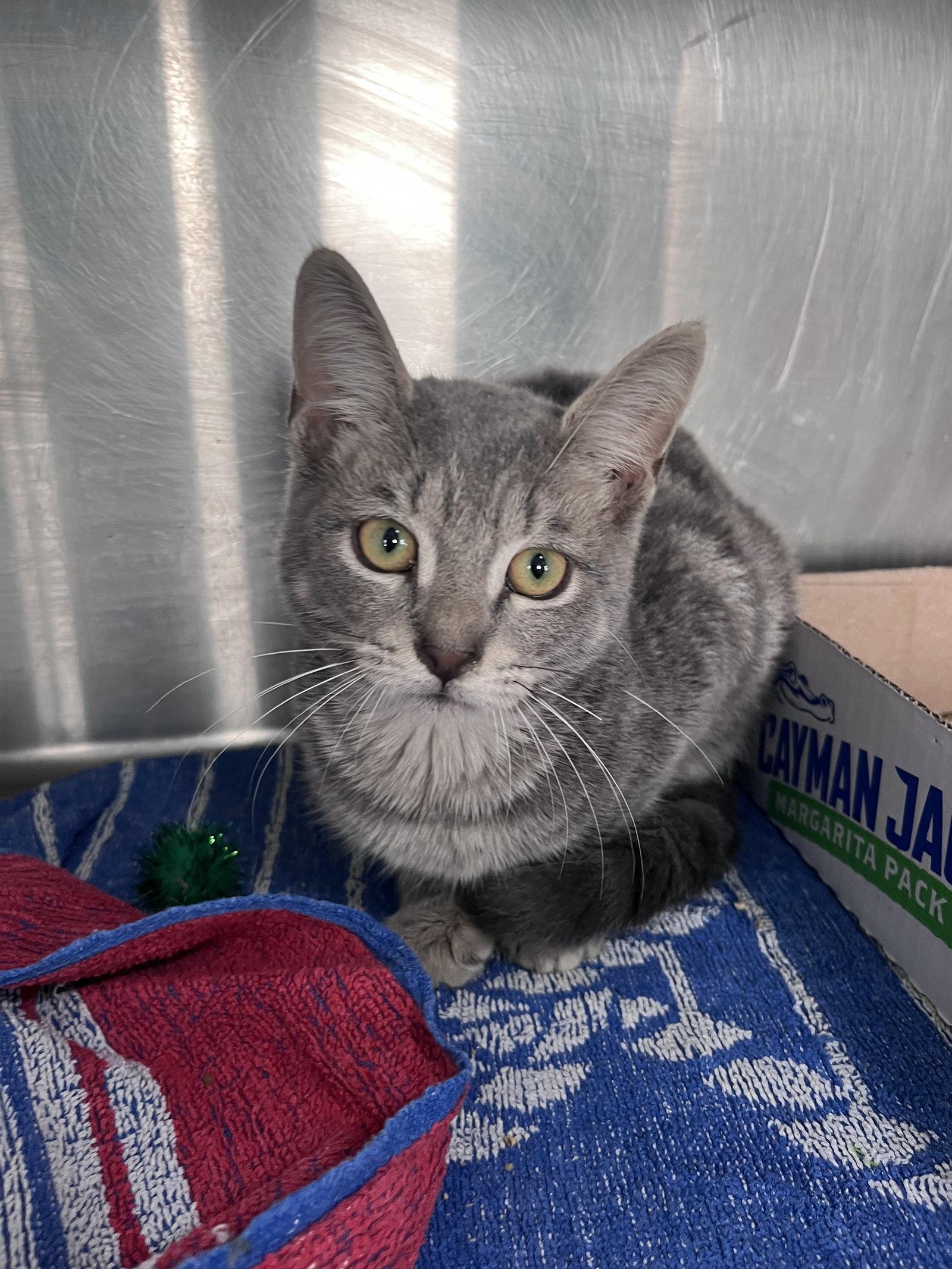 Enlarge Miller, a Adoptable mixed breed in Carrollton, GA image 2/3