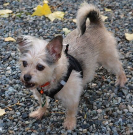 Mabel, Adopted, Adult Female Cairn Terrier.