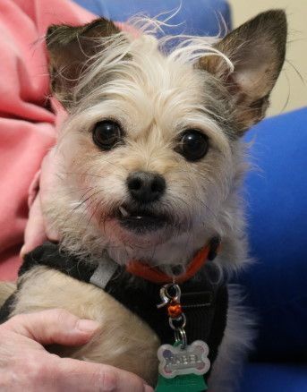 Enlarge Mabel, a Adopted mixed breed in Seattle, WA image 2/2