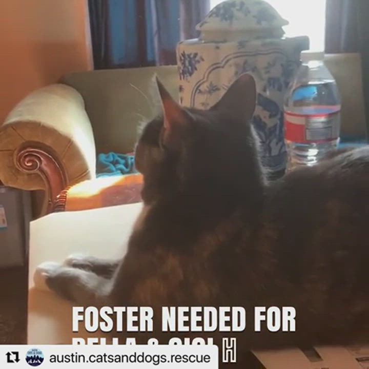 Enlarge Gigi Hadid, a Adopted mixed breed in Austin, TX video 5/9