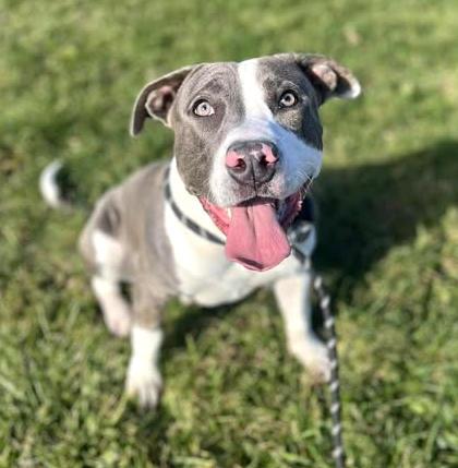 Enlarge Slater, a Adoptable mixed breed in Euclid, OH image 2/2