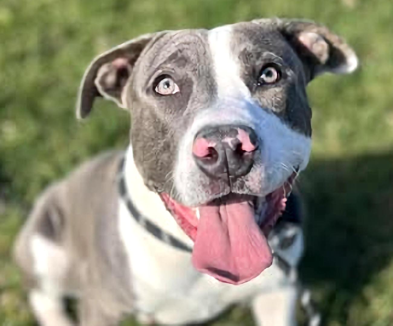 Enlarge Slater, a Adoptable mixed breed in Euclid, OH image 1/2