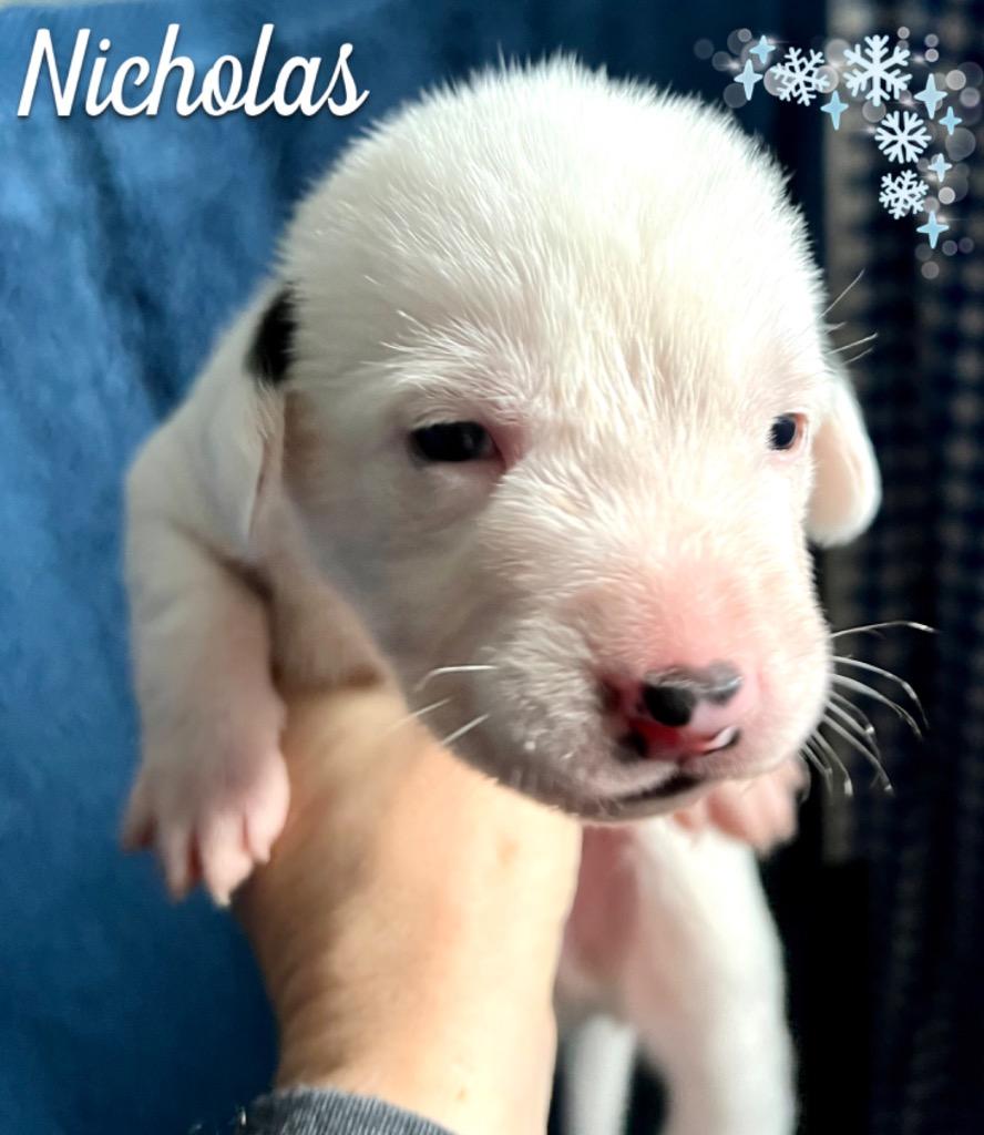 Enlarge Scout, a Adopted mixed breed in West Bloomfield, MI image 1/4