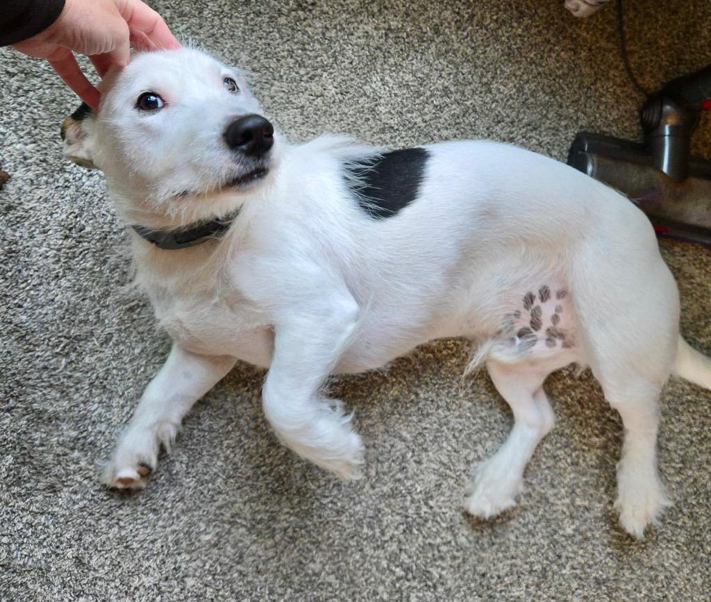 Enlarge Scout, a Adoptable mixed breed in West Bloomfield, MI image 1/4