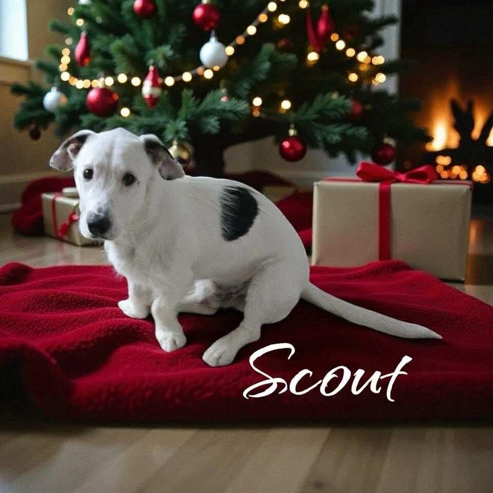 Enlarge Scout, a Adopted mixed breed in West Bloomfield, MI image 3/4