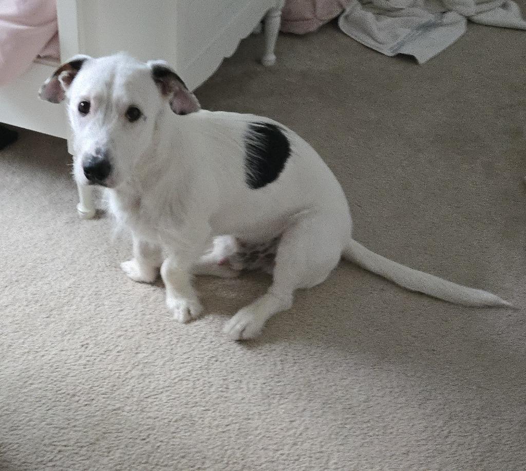 Enlarge Scout, a Adoptable mixed breed in West Bloomfield, MI image 2/4