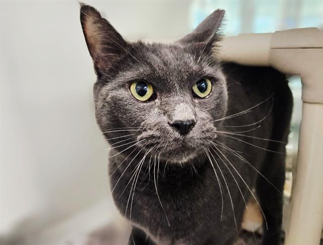 HEY JUDE, Adoptable, Adult Male Domestic Short Hair & Domestic Short Hair.