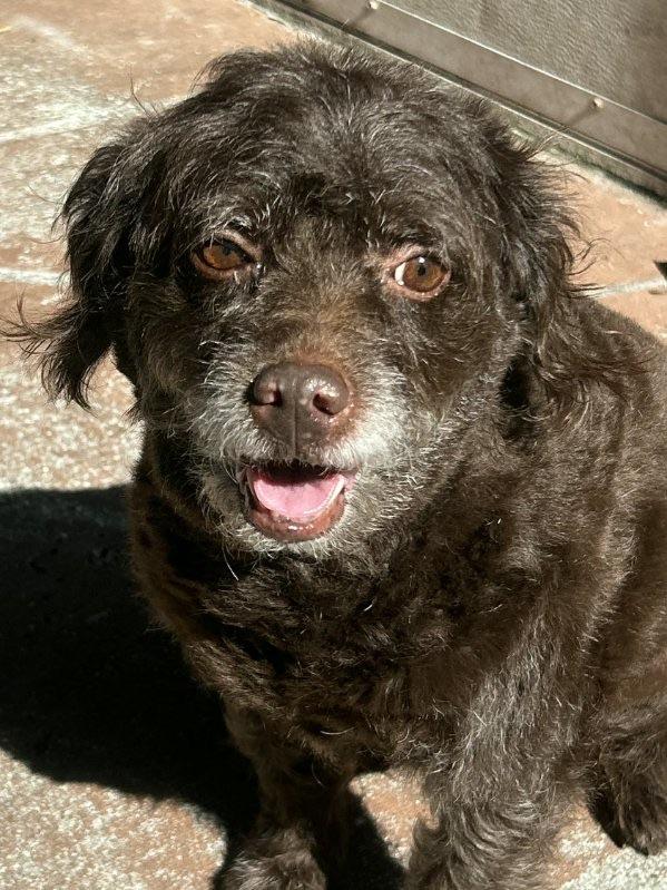 Enlarge Lily, an adopted Labradoodle in Lake Worth, FL image 6/6