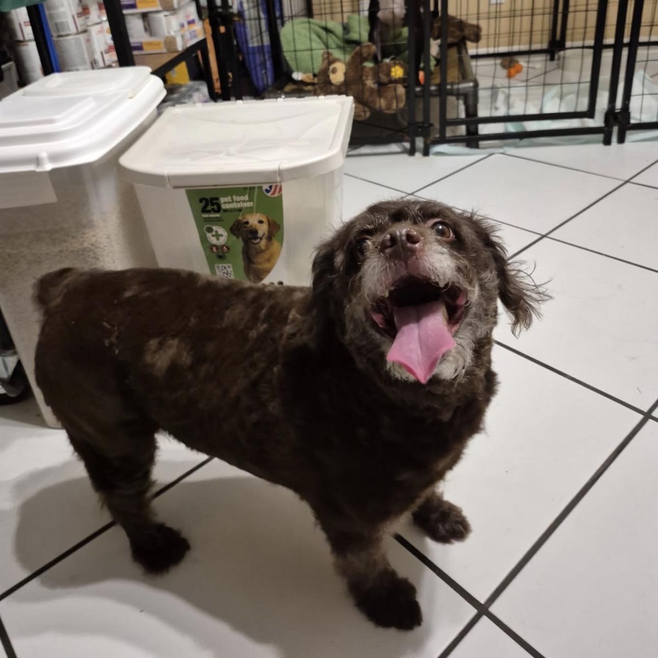 Enlarge Lily, a ADOPTABLE mixed breed in Lake Worth, FL image 2/6