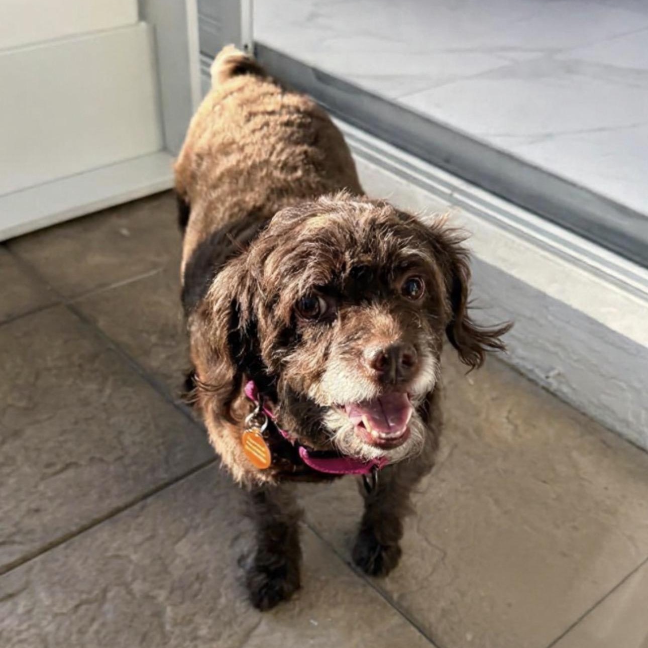 Lily, ADOPTABLE, Senior Female Poodle.
