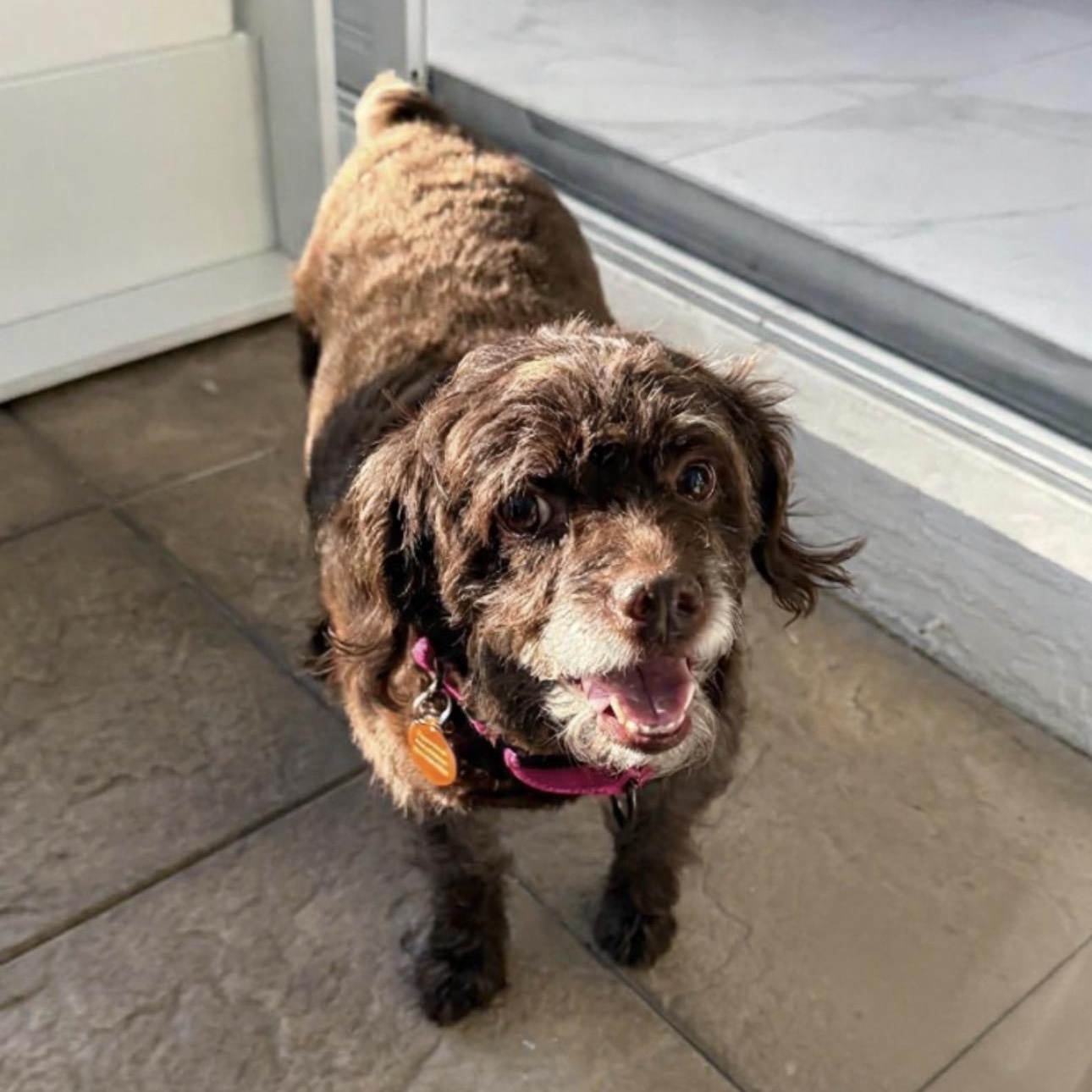 Enlarge Lily, an adopted Labradoodle in Lake Worth, FL image 1/6