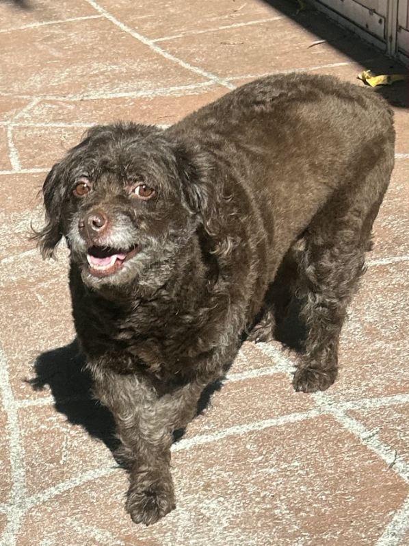 Enlarge Lily, an adopted Labradoodle in Lake Worth, FL image 5/6